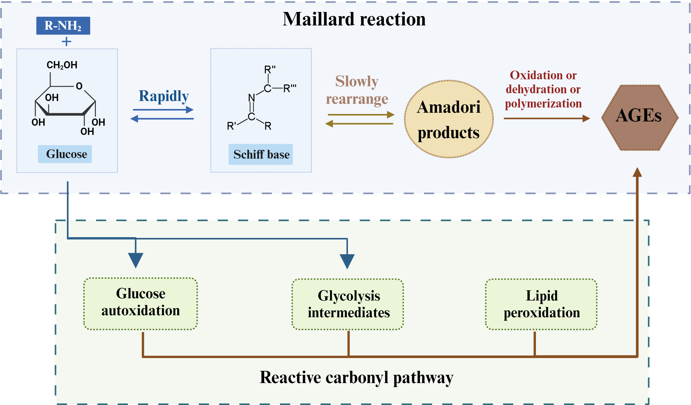 Fig. 1 
          Formation of advanced glycation end-products (AGEs).
        