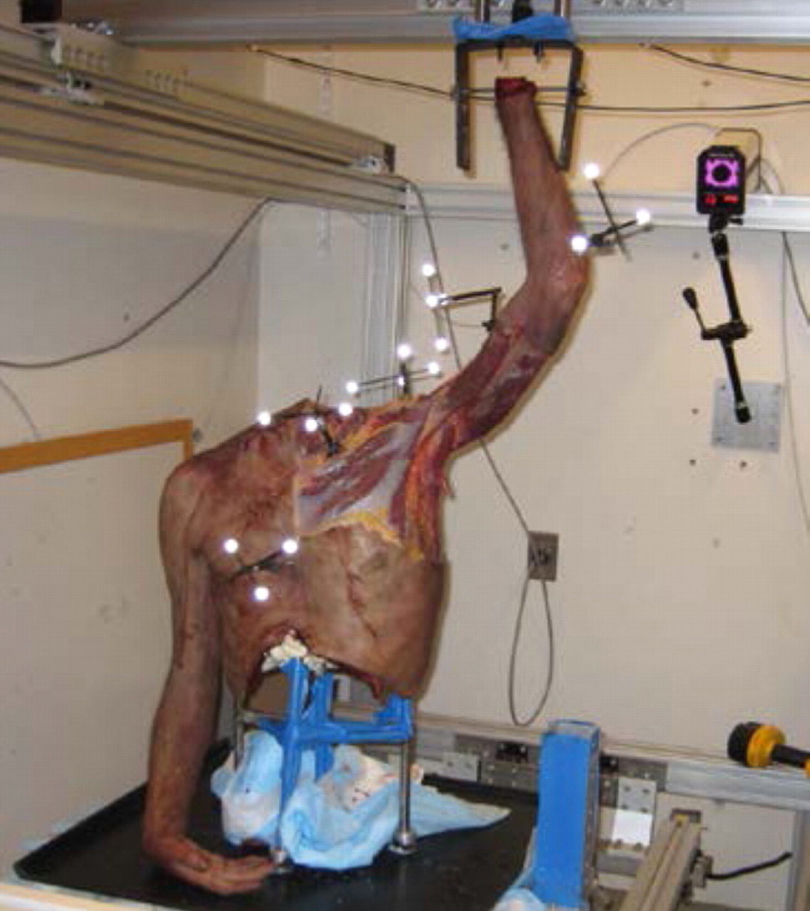 Figs. 2a - 2c 
            Photographs showing a) a saw-bone
skeleton mounted onto the system with the arm fixed to the upper
frame actuator, b) the testing apparatus with the cadaveric torso
and the five-camera setup, with two cameras located on the side,
two above, and one on the back wall behind the torso, and c) the
placement of the five marker clusters on a human torso, each with
three or four individual markers, on the sternum, clavicle, humerus,
scapula and forearm.
          