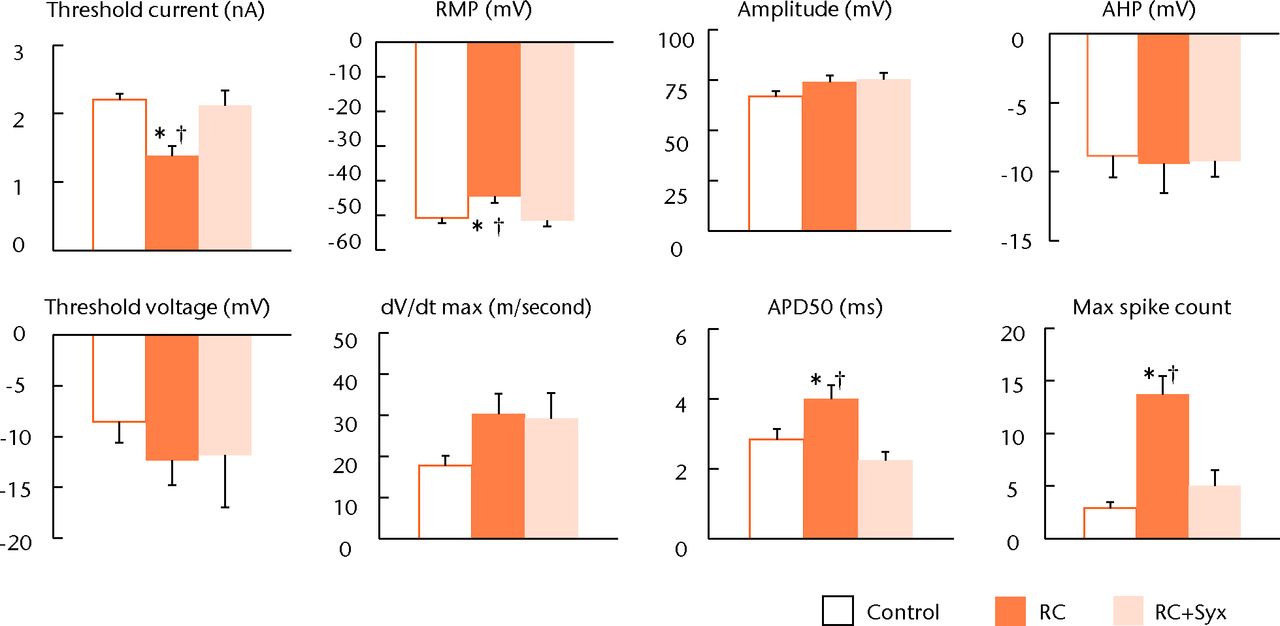 Fig. 2 
            Bar charts showing the electrophysiological
properties of the dorsal root ganglion (DRG) in the three experimental
groups. The root constriction (RC) neurons exhibited lower threshold
current, increased depolarised resting membrane potential (RMP), prolonged
action potential duration at 50% repolarisation (APD50), and increasing
depolarisation frequency (max spike count) compared with the control
neurons. These hyperexcitable alterations caused by root constriction
were significantly attenuated by surgical sympathectomy. There were
no significant changes in any of the other parameters tested such
as threshold voltage, amplitude and after hyperpolarisation (AHP)
(* p <
 0.05 versus control; † p <
 0.05 versus RC+Syx).
          