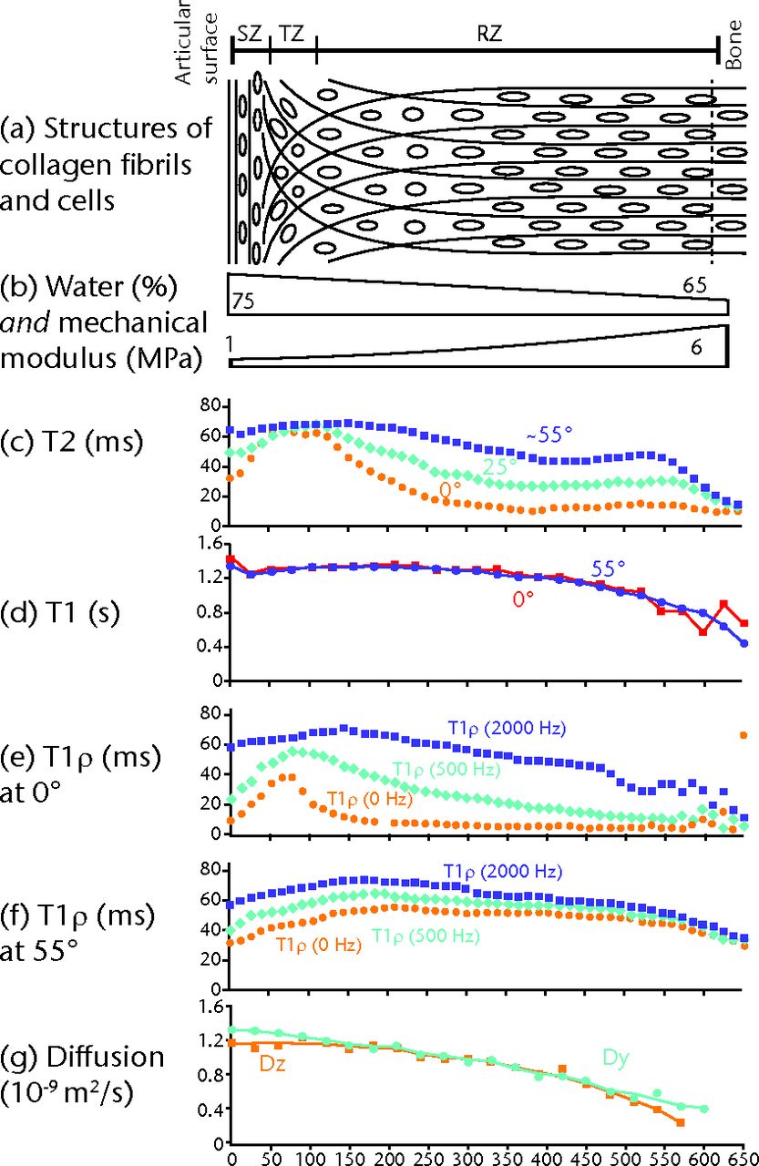 Fig. 1 
          The depth-dependent structures
and properties of canine humeral articular cartilage by µMRI. Figure
1a – schematic diagram of cartilage showing the orientation of the
collagen fibrils (the short lines) in different histological zones
and the orientation of the chondrocytes (the circles and ovals)
(not to scale). Figure 1b – approximate water concentration and
depth-dependent compressive modulus in cartilage. Figure 1c – T2 anisotropy
profiles of articular cartilage at different specimen orientations
(0° is when the articular surface is perpendicular to the magnetic
field direction). Figure 1d – T1 profiles of articular
cartilage at two specimen orientations. Figures 1e and 1f – T1ρ profiles
of articular cartilage under three different spin-lock powers e)
at 0° and f) at 55°. Figure 1g – self-diffusion profiles of articular
cartilage when the diffusion gradient is applied in the two different
directions.
        