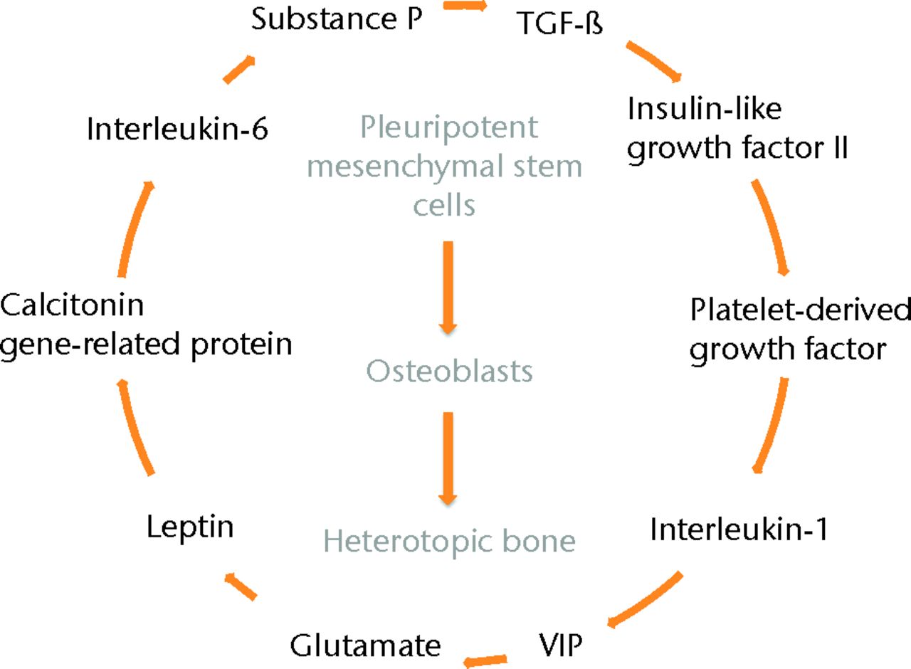 Fig. 1 
          Diagram depicting the complex
and poorly understood interplay between neurohumoral factors and
the development of heterotopic bone formation. At the centre is
the stimulation of osteoblasts to lay down ectopic bone.
        