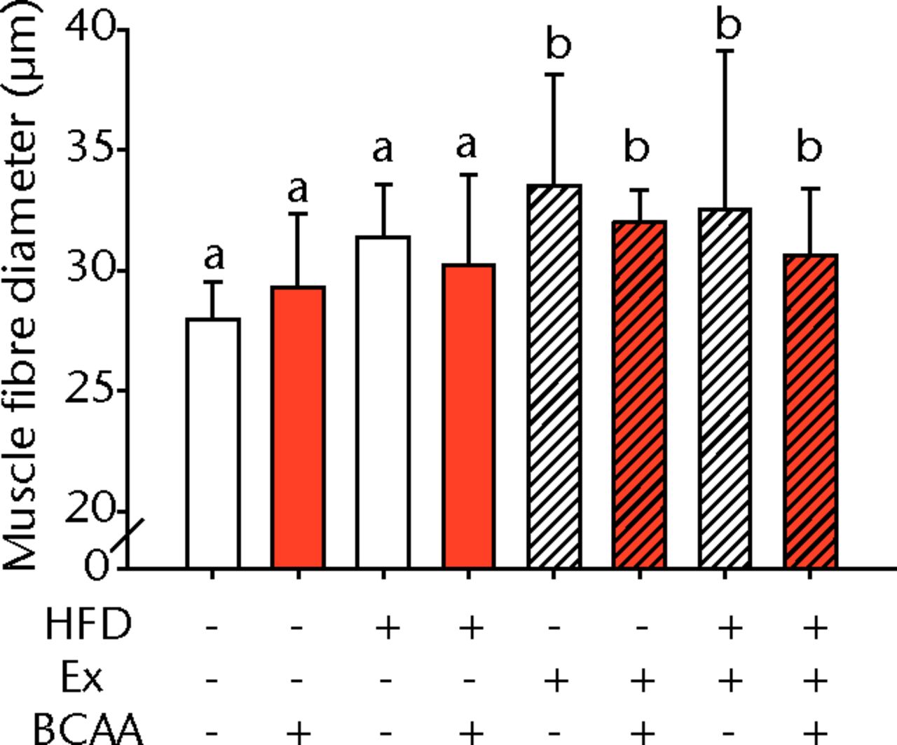 Figs. 3a - 3c 
            
              Figures 3a and 3b – histological
images of the Achilles tendon at insertion in a) a sedentary, control-diet
animal (neither high-fat diet (HFD) nor branched-chain amino acid
(BCAA)), and b) in an exercise (Ex), HFD and BCAA treated mouse
(both haematoxylin &
 eosin, bar 200 µm). Figure 3c – bar chart
showing the mean quadriceps muscle fibre diameter measured following
tissue collection. Groups not sharing a letter (‘a’ or ‘b’) are
significantly different, based on a significant main effect for
exercise and no other significant main effects or interactions.
Error bars indicate standard deviation.
          