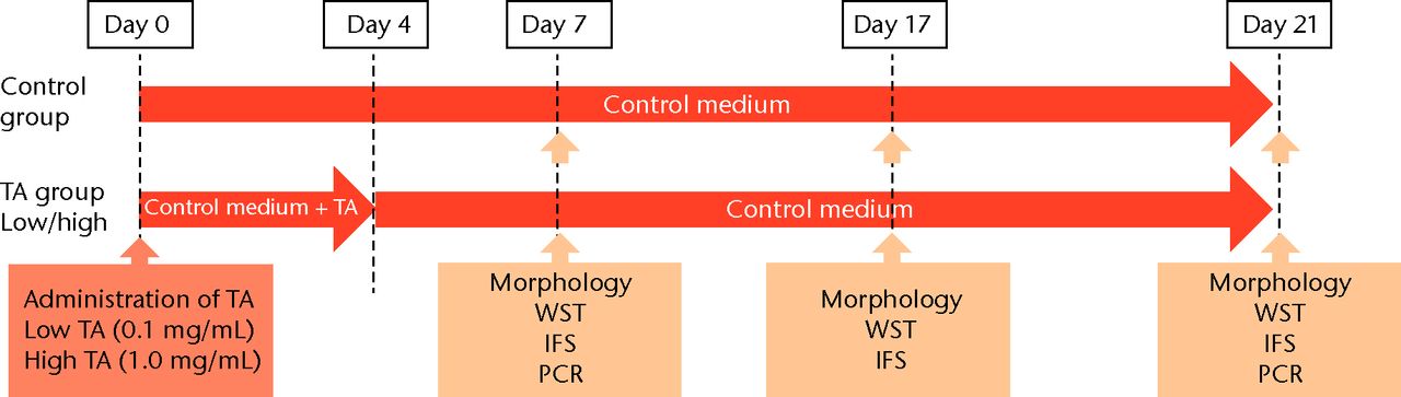 Figs. 1a - 1b 
            Flow chart showing a) the
time course of this study and b) protocol of interval analysis.
IFS, immunofluorescence staining; TA, triamcinolone acetonide; WST,
water-soluble tetrazolium salt assay; PCR, polymerase chain reaction
(group 1, 7-day interval; group 2, 14-day interval; group 3, 21-day
interval).
          