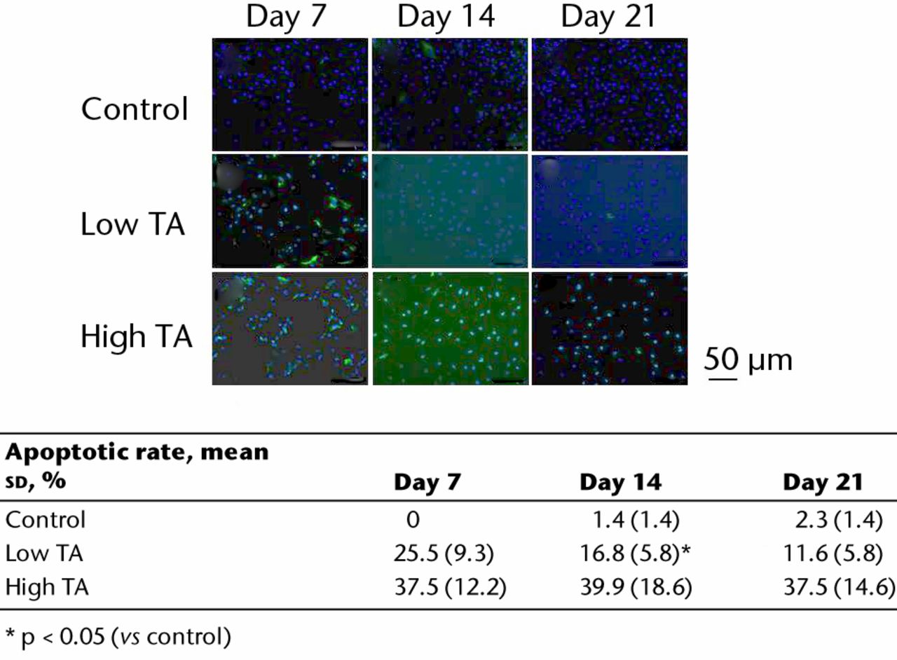 Fig. 4 
            Immunofluorescence staining showing
apoptotic cells (green). In the control, there were few apoptotic
cells. Apoptosis in the low TA group decreased over time. The expression
of apoptosis was increased in the high TA group, and did not change.
The table shows the ratios of apoptotic cells. In the low TA group,
the rate of apoptotic cells was significantly reduced at days 14
and 21 compared with day 7. However, in the high TA group, there
was no decrease.
          