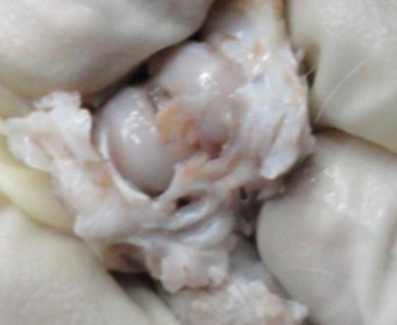 Figs. 1a - 1d 
            
              Figures 1a and 1b –
gross photographs of femoral condyles in the mesenchymal stem cell
(MSC)-treated group a) at 16 weeks post-operatively, showing a reduction
in lesion severity and b) at 20 weeks post-operatively, showing
further reduction in lesion severity. Figures 1c and 1d – gross
photographs of femoral condyles in the control group at c) 16 and
d) 20 weeks post-operatively, showing characteristics of osteoarthritis
(OA) becoming more evident between time-points.
          