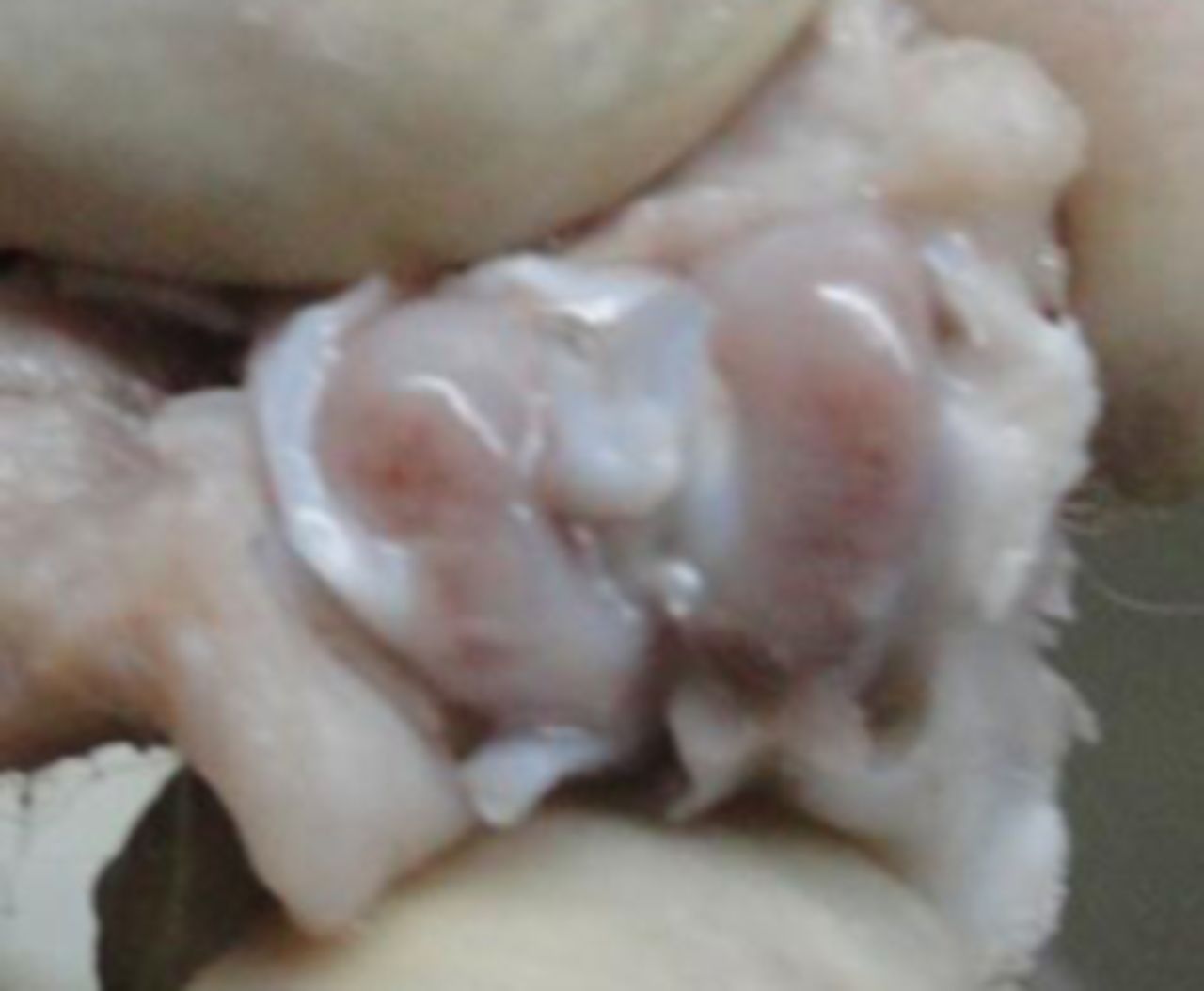 Figs. 1a - 1d 
            
              Figures 1a and 1b –
gross photographs of femoral condyles in the mesenchymal stem cell
(MSC)-treated group a) at 16 weeks post-operatively, showing a reduction
in lesion severity and b) at 20 weeks post-operatively, showing
further reduction in lesion severity. Figures 1c and 1d – gross
photographs of femoral condyles in the control group at c) 16 and
d) 20 weeks post-operatively, showing characteristics of osteoarthritis
(OA) becoming more evident between time-points.
          