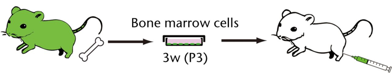 Figs. 1a - 1b 
            
              Figure 1a – Schematic diagrams
of the experimental procedure of a rat segmental bone defect model.
BM cells harvested from GFP-Tg rat were cultured in a medium for
osteoblastic differentiation (OS medium) for three weeks. Three
passaged (P3) 5 x 106 cells were embedded in a collagen
sponge and transplanted into bone defect rats. Figure 1b – The experimental
procedure for intravenous infusion of osteoblast-like cells into
the healthy SD rats. BM cells harvested from GFP-Tg rat were cultured
in an OS medium for three weeks. Three passaged (P3) 5 x 106 cells
were systemically infused into the SD rats via femoral vein.
          