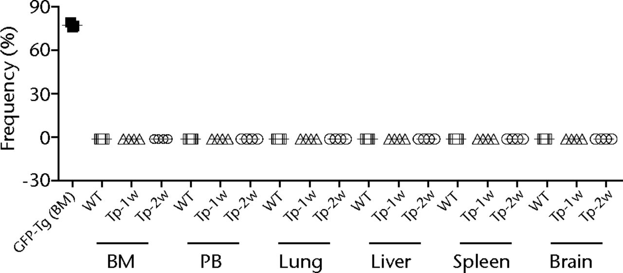 Figs. 3a - 3b 
          
            Figure 3a – Representative flow
cytometric plots showing bone marrow (BM) from the wild-type (WT)
rats and GFP-Tg rats (GFP-Tg), and BM and peripheral blood (PB)
from bone defect rats that were transplanted with osteoblast-like
cells after two weeks of transplantation (Tp-2w). Numbers shown
in the figure indicate the frequency of GFP-positive cells. Figure
3b – Graph showing percentage of GFP-positive cells in BM, PB, lung,
liver, spleen and brain at one and two weeks after transplantation.
WT rat was used as a negative control, whereas BM of GFP-Tg rat
was used as a positive control (n = 3 or 4 each). Horizontal lines
represent means.
        