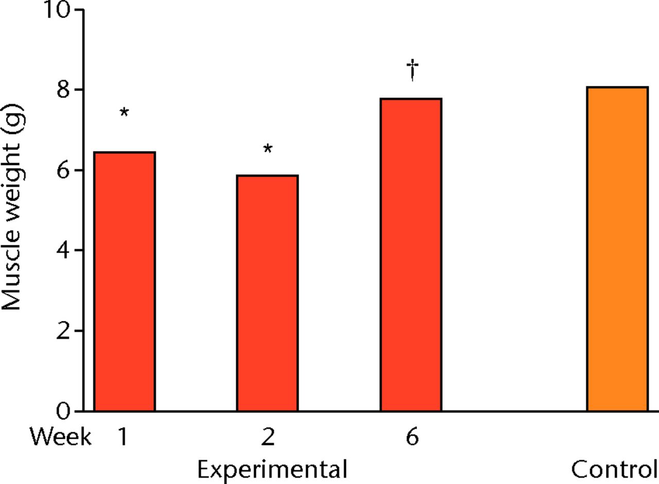 Fig. 1 
          Bar graph showing muscle weight
one, two and six weeks after detachment and immediate repair of
the supraspinatus (SSP) and in controls. Muscle weights in experimental
shoulders are lower after one and two weeks but restored after six
weeks. *p <
 0.05 compared with control; † p <
 0.05 compared
with Week 2
        