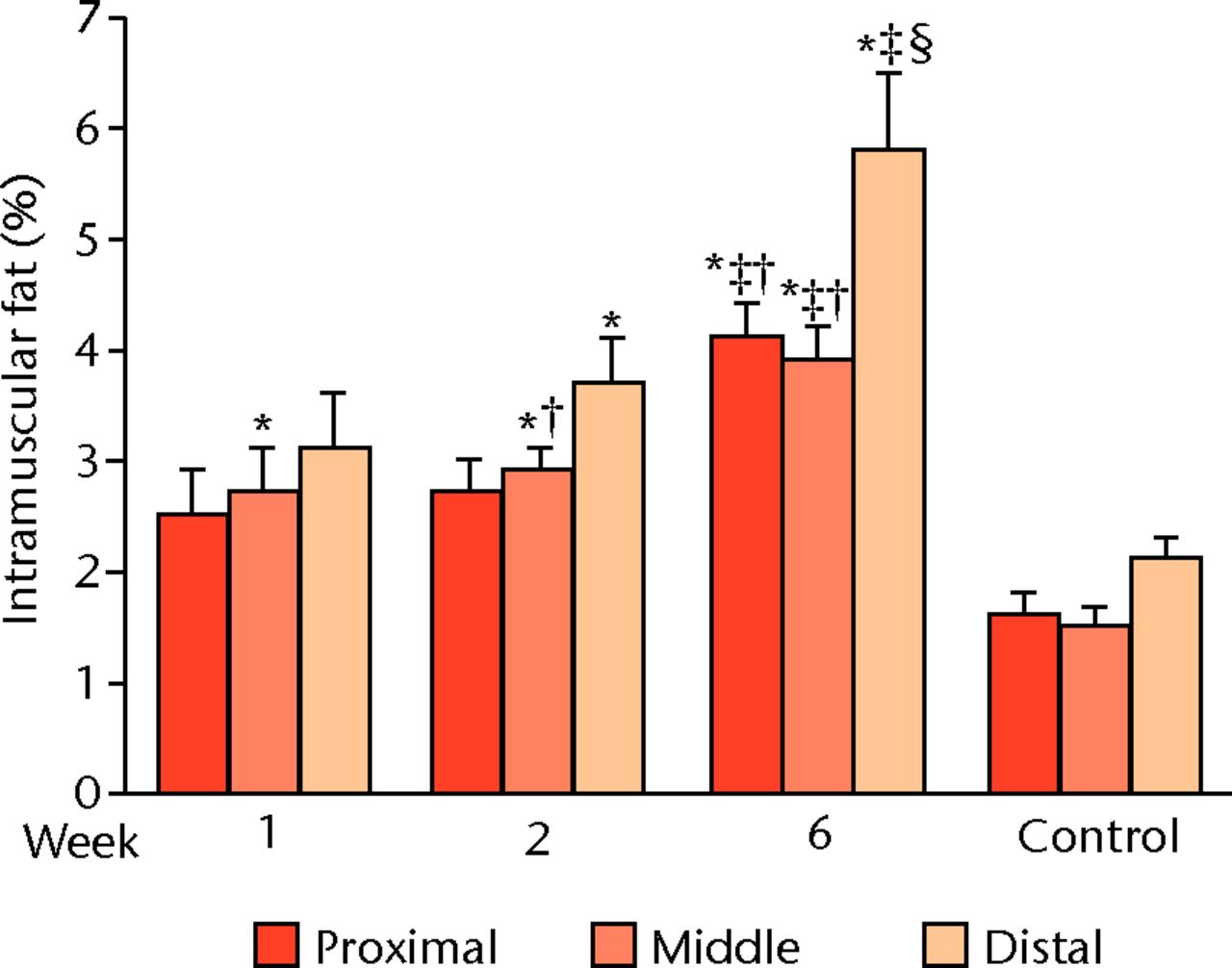 Fig. 3 
          Bar graph of intramuscular fat (i-fat)
at the proximal quarter, the mid-part and the distal quarter showed
a proximal-to-distal gradient with the greatest accumulation close
to the musculotendinous junction (distal quarter). Control supraspinati
(SSP) did not display this gradient. *p <
 0.05 compared with
control; † p <
 0.05 compared with distal ‡ p <
 0.05 compared
with Week 1; § p <
 0.05 compared with Week 2.
        