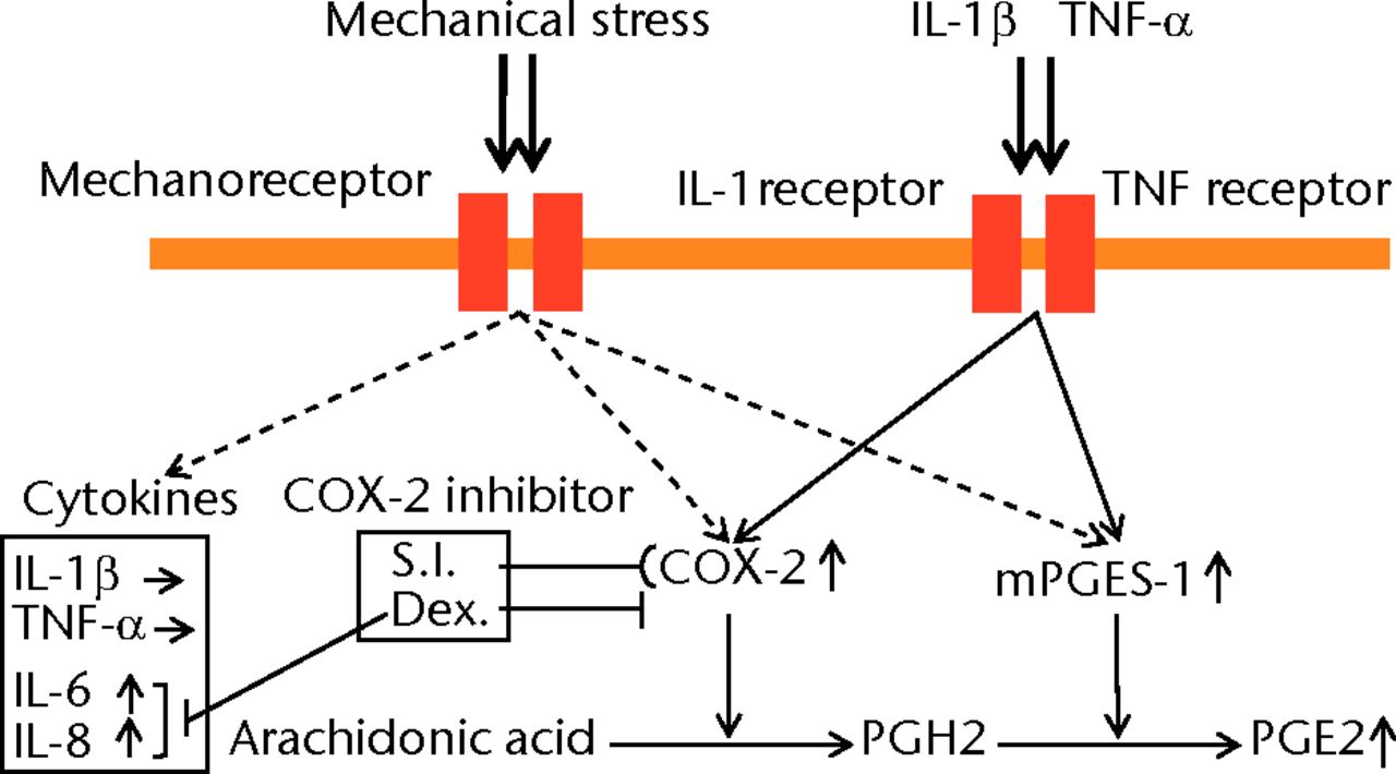 Fig. 5 
          Schematic representation of the relationship
between mechanical stress and the expression of PGE2 and related
molecules. Cyclic compressive loading on a 3D cultured construct
of human fibroblasts upregulated PGE2, interleukin- (IL-)6 and IL-8
proteins and COX-2, mPGES-1 mRNA levels without IL-1β and tumour
necrosis factor- (TNF)-α stimulation. These results indicate that
PGE2 upregulation may not be induced via an IL-1β and/or a TNF-α signaling
pathway but via other signaling pathways (S.I.; selective inhibitor,
Dex; dexamethasone).
        