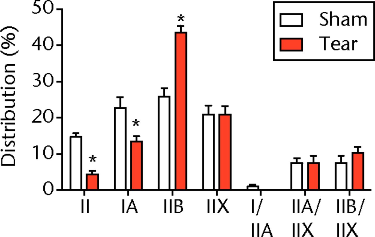 Figs. 2a - 2c 
          Muscle fibre type size and percent
composition. Figure 2a – Graphs showing cross-sectional area (CSA)
and b) percent distribution of myosin heavy chain isoform of muscle
fibres from sham-operated control and torn rotator cuff muscles.
Figure 2c - Representative immunohistochemistry demonstrating different
fibre types. White, extracellular matrix (WGA-lectin); blue, MHC I;
red, MHC IIA; green, MHC IIB; black, MHC IIX; blue-red, hybrid MHC
I/IIA; red-black, hybrid MHC IIA/IIX; green-black, hybrid MHC IIB/IIX.
Values are mean and sem. n = 5 muscles. * different from
sham-operated control group (p <
 0.05).
        