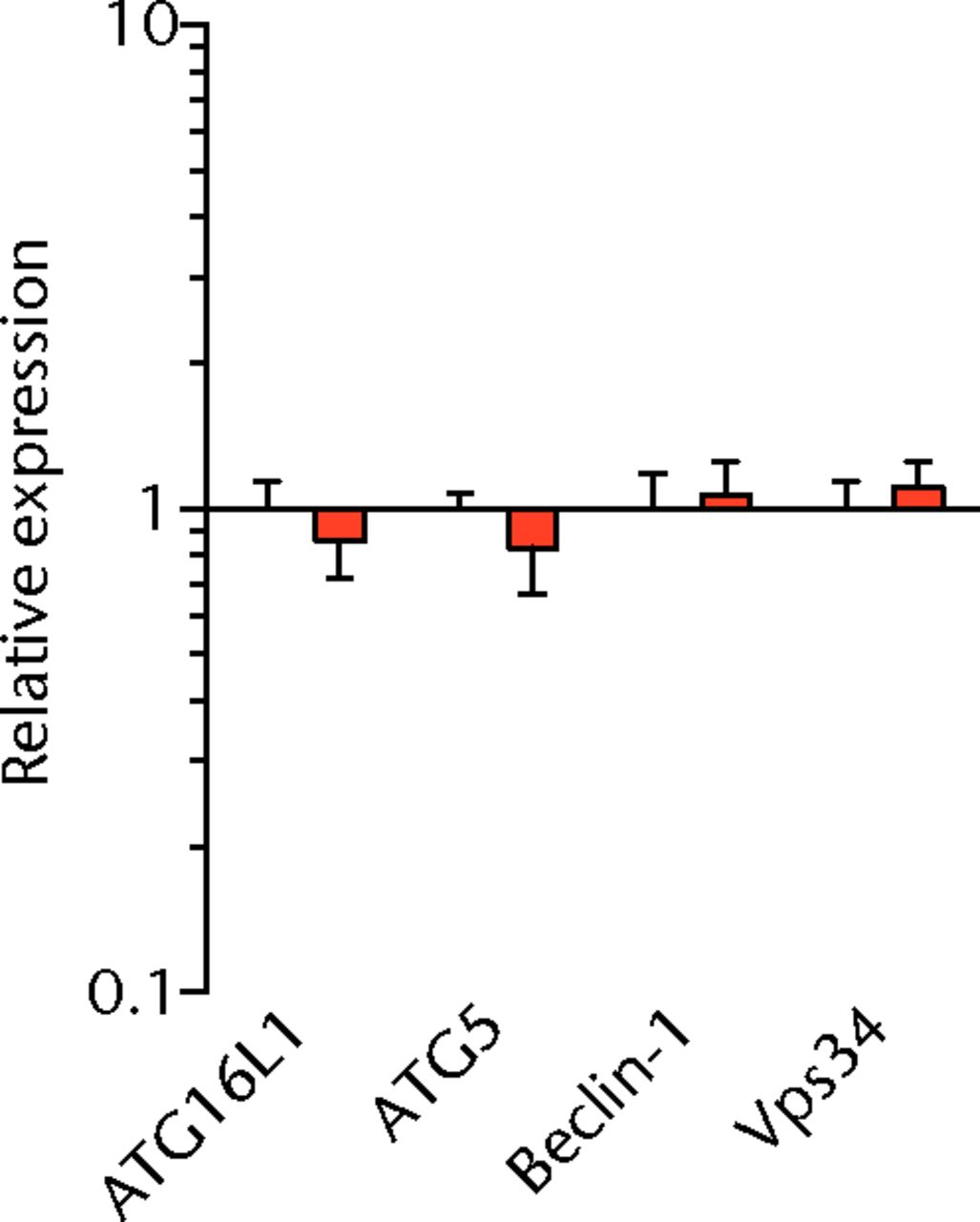 Figs. 3a - 3f 
          Graphs showing mRNA
expression. Expression of genes associated with a) adipogenesis,
b) lipid storage, c) extracellular matrix synthesis and fibrosis,
d) autophagy, e) inflammation and atrophy and f) macrophage and
fatty macrophage accumulation. Target gene expression was normalised
to ß-actin. Sham-operated control values are plotted on the left,
and torn muscles are plotted on the right and shown in orange. Values
are mean and sem. n = 5 muscles from each group. * significantly different
from sham-operated control group (p <
 0.05).
        