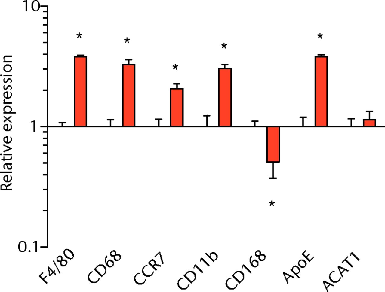 Figs. 3a - 3f 
          Graphs showing mRNA
expression. Expression of genes associated with a) adipogenesis,
b) lipid storage, c) extracellular matrix synthesis and fibrosis,
d) autophagy, e) inflammation and atrophy and f) macrophage and
fatty macrophage accumulation. Target gene expression was normalised
to ß-actin. Sham-operated control values are plotted on the left,
and torn muscles are plotted on the right and shown in orange. Values
are mean and sem. n = 5 muscles from each group. * significantly different
from sham-operated control group (p <
 0.05).
        