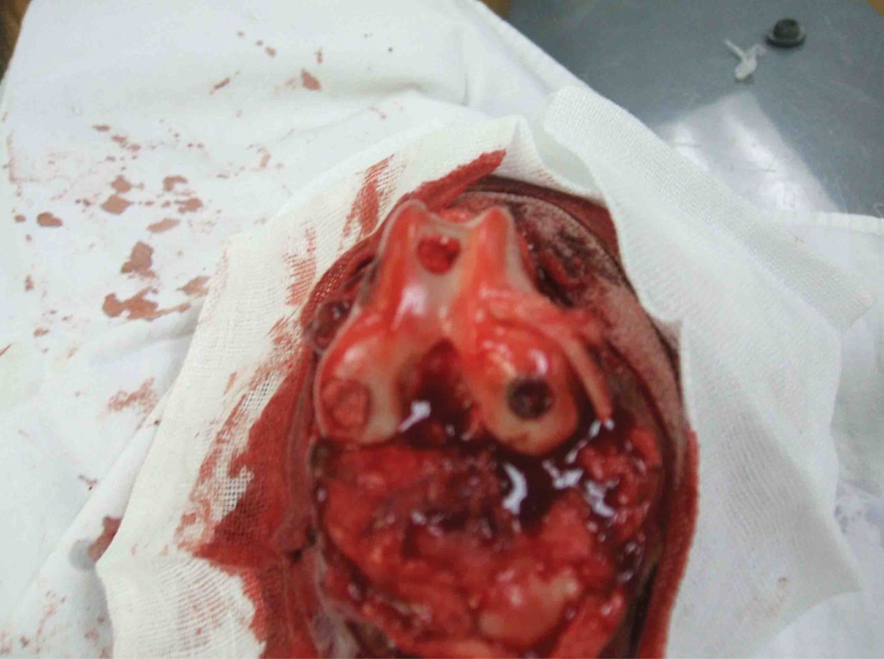 Fig. 5 
          Photograph of scaffold/cell composites
implanted into the trochlea defects in the knee of the animals in
the experimental group.
        