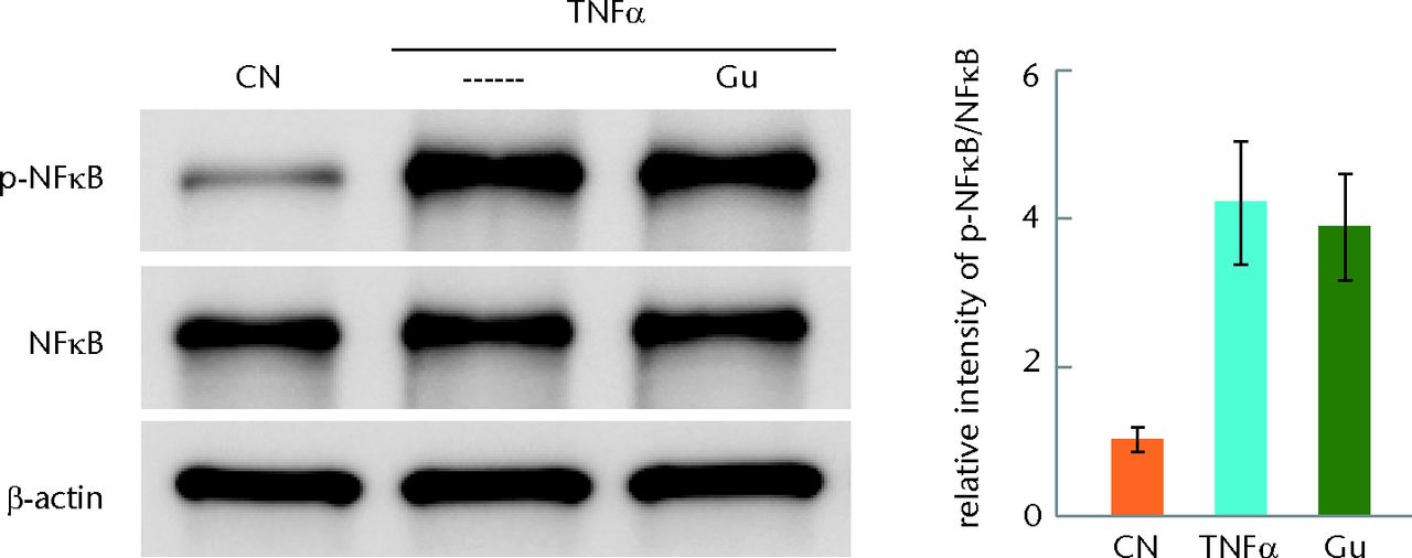 Figs. 1a - 1d 
            Graphs and staining
showing the response of human primary chondrocytes to tumour necrosis
factor alpha (TNFα) in the presence and absence of Salubrinal (Sal)
or Guanabenz (Gu), with a) activation of nuclear factor kappa B
(NFκB) by TNFα for 15 minutes and partial deactivation by Salubrinal,
b) matrix metalloproteinase (MMP)13 activity induced by TNFα and
suppressed by 5 µM Salubrinal, c) no detectable effect of Guanabenz
on the level of p-NFκB and d) no detectable change of MMP13 activity
by Guanabenz shown. CN, vehicle.
          