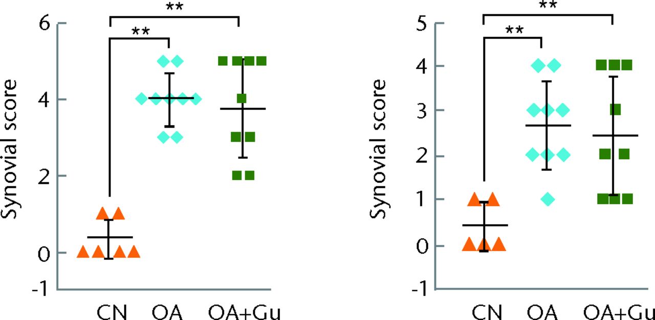 Figs. 8a - 8b 
            Graphs showing the effects of Guanabenz
on subchondral bone and synovium, with a) thickness of subchondral
bone for three-week (top) and six-week (bottom) samples in the medial
femoral condyle (MFC) (left) and medial tibial plateau (MTP) (right)
and b) synovial score for three-week (left) and six-week (right)
samples.*p <
 0.05; **p <
 0.01.
          