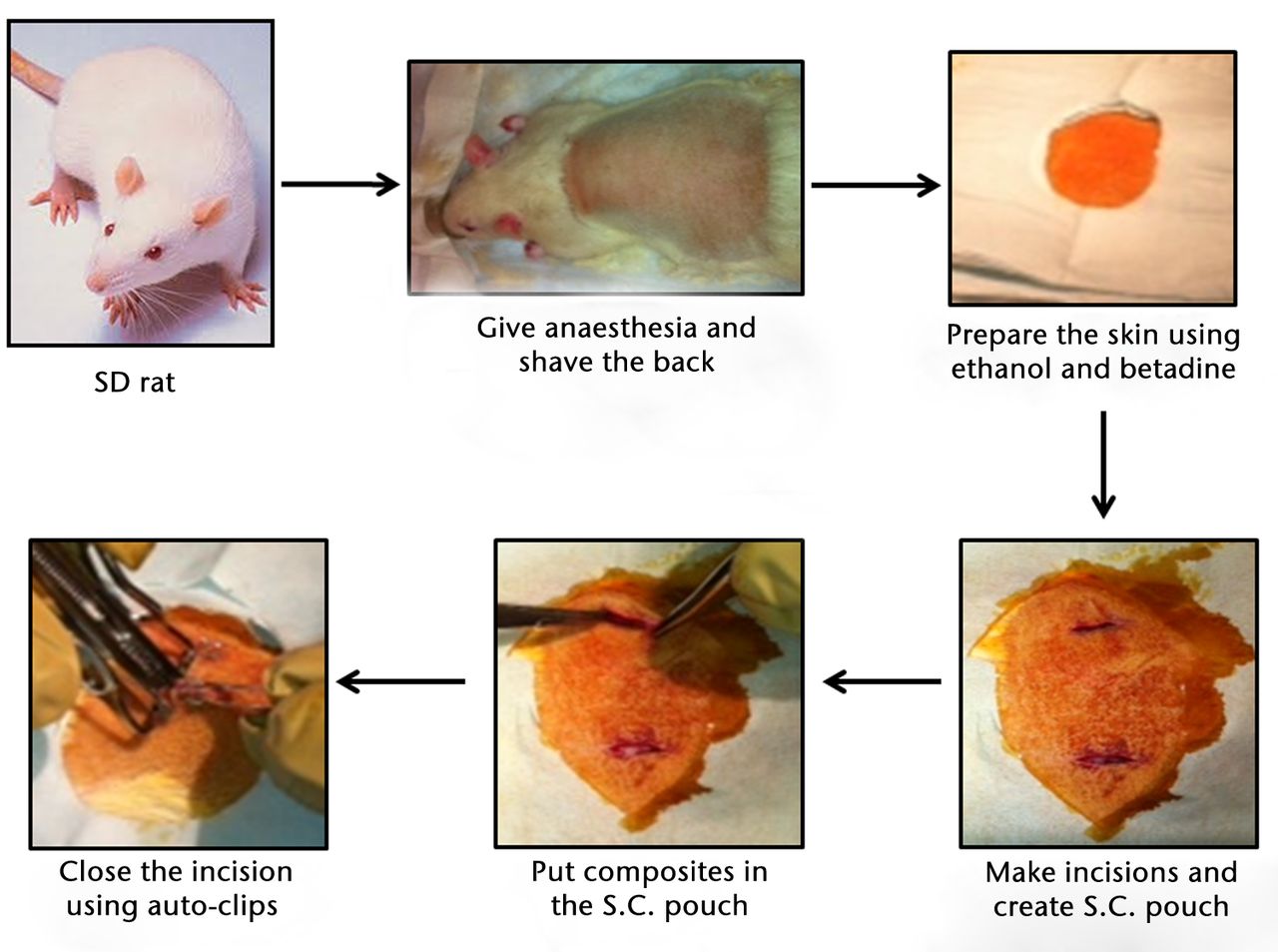 Fig. 1 
            Schematic representation of the
surgical procedure involved in subcutaneous implantation of sham,
poly(lactic-co-glycolic acid) (PLAGA) and single-walled carbon nanotubes
(SWCNT)/PLAGA composites in the rat.
          