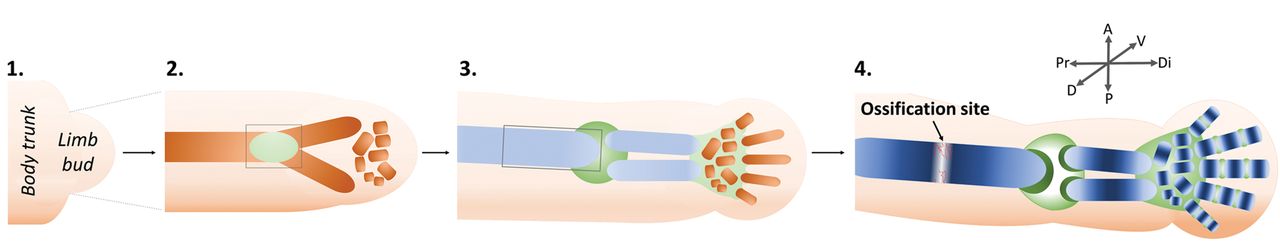 Fig. 1 
          Diagrams showing an overview of
limb bud outgrowth and development. A generalised forelimb bud is
represented, progressing through the major stages of skeletal development.
Limbs first appear as buds of mesenchymal cells covered by ectoderm (1).
Condensation of mesenchymal cells at the core of the bud is the
earliest sign of the future skeletal elements (brown) e.g., humerus,
radius, and ulna (2). Distal condensations, such as those of the
carpals and digits, are progressively added. Future joint sites
(green) become apparent within the mesenchymal condensations. The
condensations differentiate into cartilage (light blue) (3). This
cartilage matures, beginning at the mid-diaphysis of each rudiment
(dark blue), proximal rudiments ahead of distal, (4) and is replaced
by endochondral bone at the ossification site. Concurrently, joint
interzones differentiate (3) and cavitate (4). Grey boxes in (2)
and (3) indicate regions of synovial joint formation and endochondral
ossification, respectively; these processes are described in detail
in Figures 3 and 2, respectively.
        