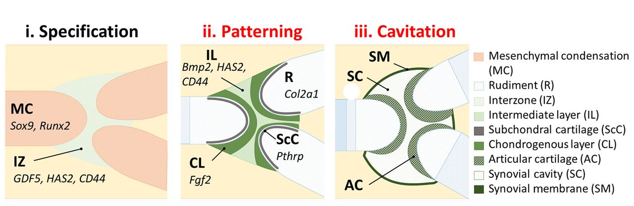 Fig. 3 
          Diagrams showing an overview of synovial
joint formation. Future joint locations are first identifiable as regions
of increased cell density, the joint interzones (i). At these interzones,
cells organise into morphologically and molecularly recognisable
zones. The chondrogenous layers are distinct from the intermediate
layer, each territory expressing specific genes (examples shown)
(ii). Permanent articular cartilage forms at each of the rudiment
ends (epiphyses), and the joint cavity, encapsulated by a synovial
membrane, forms at the intermediate site (iii). Processes affected
by immobilisation are denoted in red (explained in the text).
        