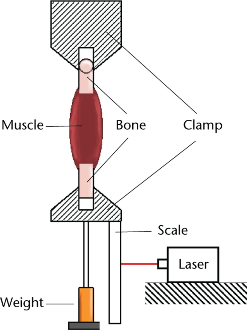 Fig. 1 
          Diagram showing the experiemental setup.
        