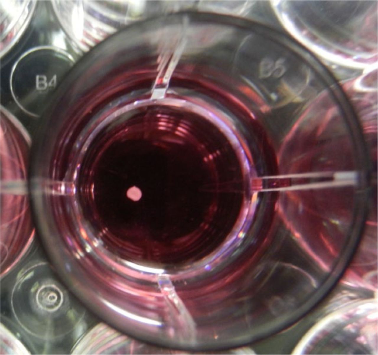 Fig. 6 
            Biomembrane cells cultured in chondrogenesis media showed the formation of compact micromasses in vitro (diameter of the culture plate well shown is 16 mm).
          