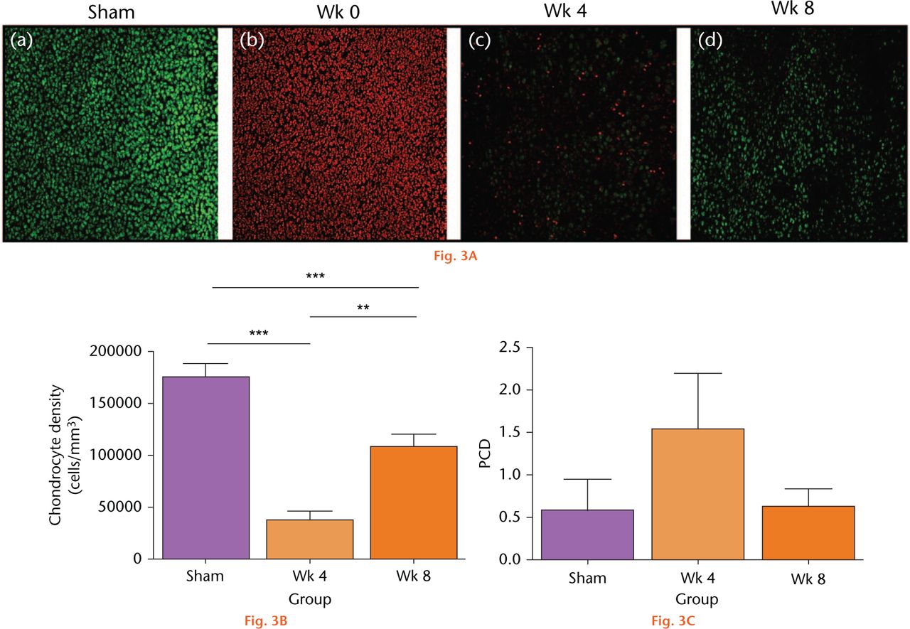 Fig. 3A 
            Changes to in situ chondrocyte viability and density following in vivo open joint drying. (A) Labelled in situ chondrocytes in cartilage explants from the patellar groove were imaged by CLSM (axial view) in sham controls (Sham), at the initial time point of the experiments (week 0), and then following surgical recovery after four or eight weeks. (Bar = 100 µm). (B) Cell density and (C) viability were assessed from CLSM images (see Methods). (Data are means and 95% confidence intervals for N(n) = 9(13)). (Asterisks denote significance levels; *p < 0.05, **p < 0.01, ***p < 0.001).
          