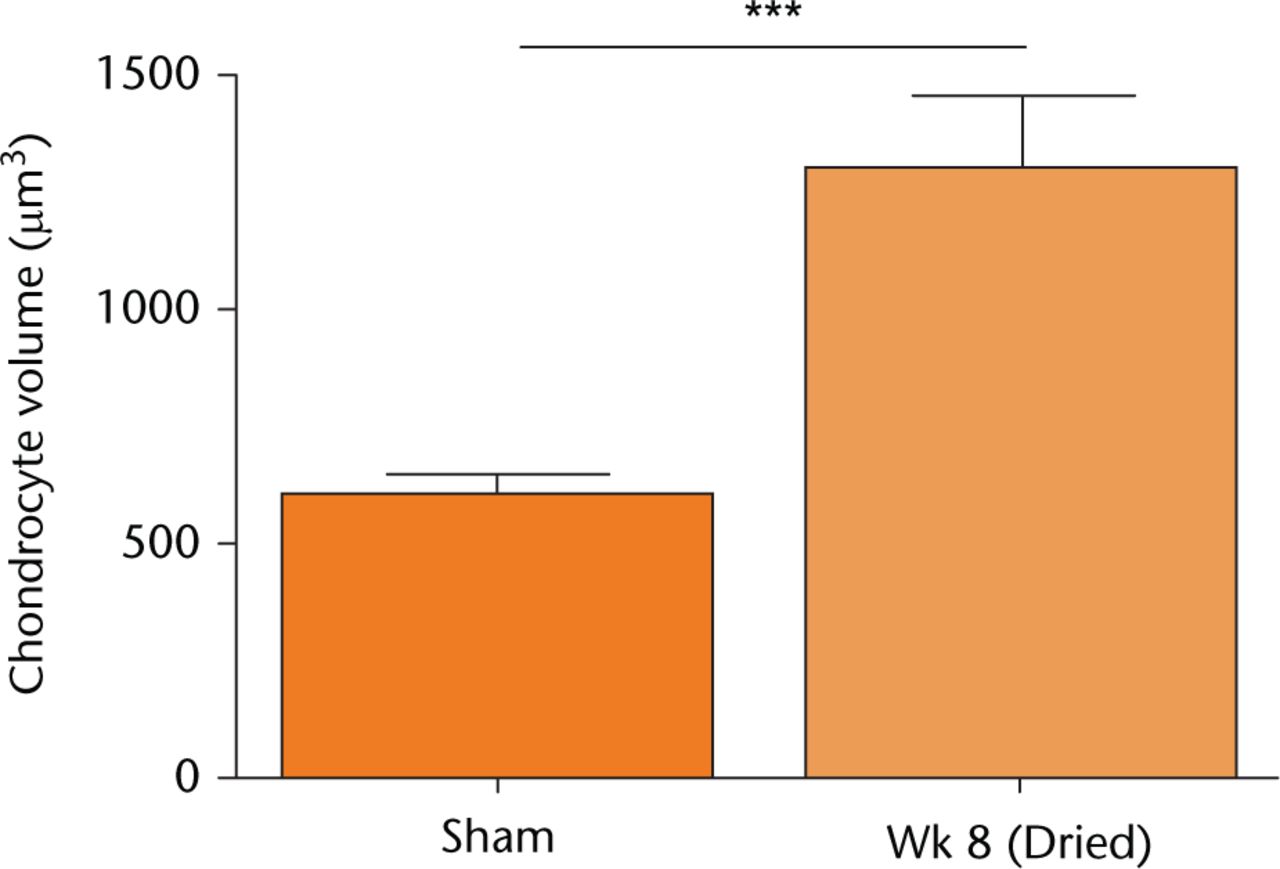 Fig. 5 
            The volume of in situ chondrocytes following in vivo cartilage drying. Sham-operated (control) data or that from joints dried following eight weeks of recovery, were obtained from confocal laster scanning microscopy (CLSM) images of 5-chloromethylfluorescein diacetate (CMFDA)-labelled chondrocytes as described (see Materials and Methods). Chondrocyte volumes shown are means ± 95% confidence intervals from cells visualised in Figure 4, with measurements performed on sham controls (three joints; 870 cells) and week 8 samples (four joints; 1702 cells). (Asterisks denote significance levels; *p < 0.05, **p < 0.01, ***p < 0.001).
          