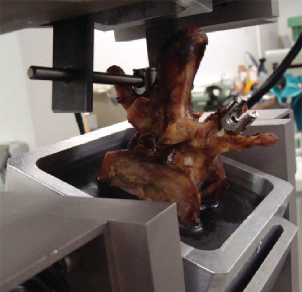 Fig. 3 
            Mechanical testing arrangement for an embedded vertebra: an adjustable hinge joint was used to align the screw axis parallel to the piston of the materials testing apparatus in the transverse plane at the previously measured angle (α). At the top, a titanium bar is shown connecting to an adjustable cardan joint that was fixed during testing.
          