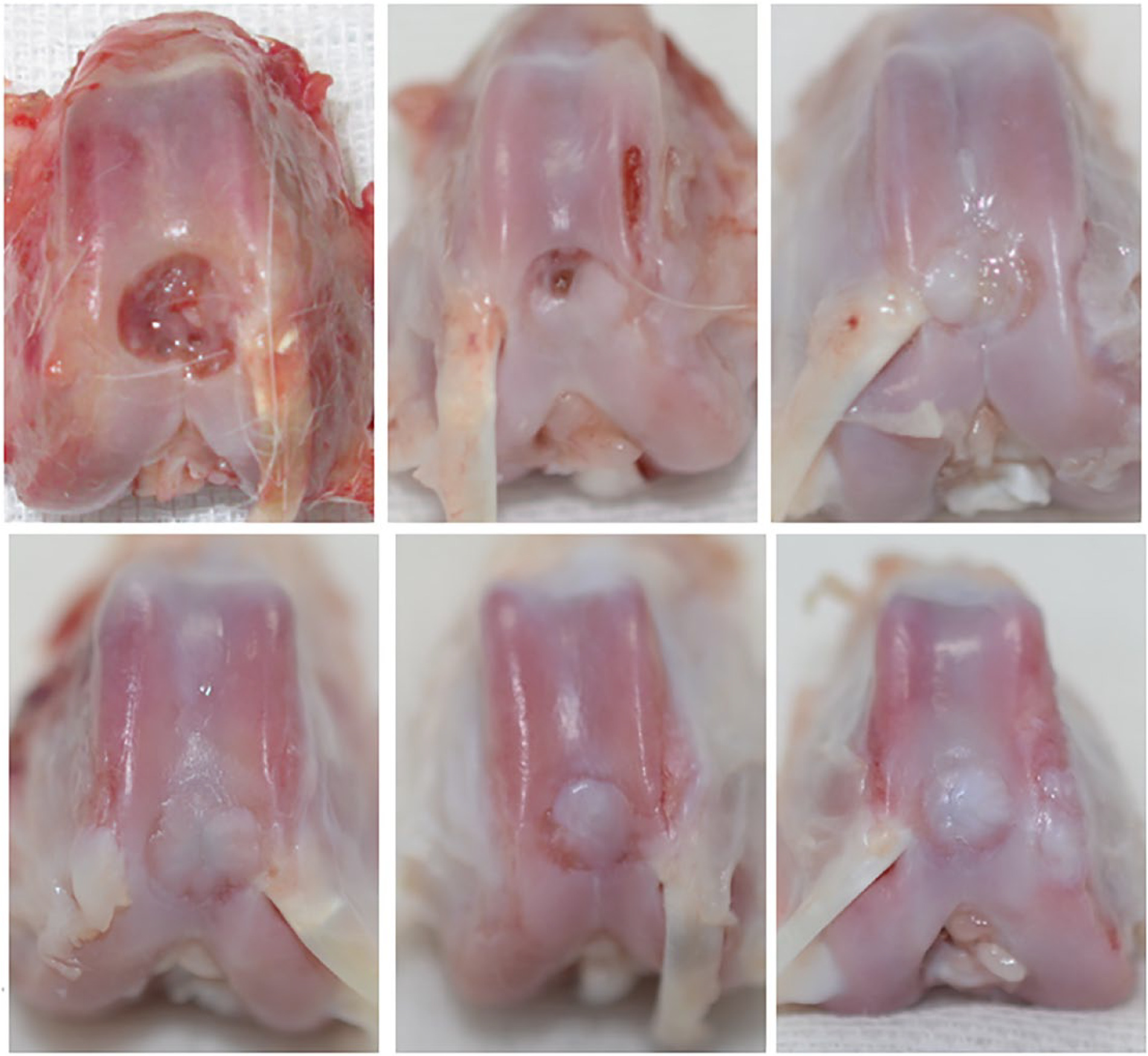 Fig 4 
            Macroscopic findings. Top row: at 4 weeks; bottom row: at 12 weeks. From left to right are macroscopic findings from the control group, the low-dose group, and the high-dose group.
          