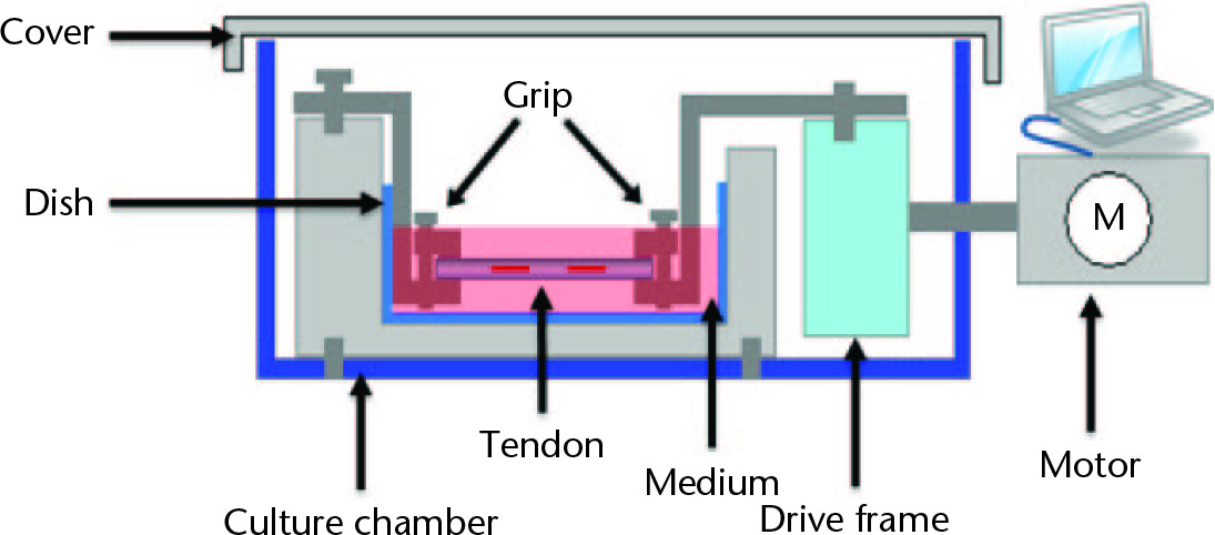 Fig. 2 
            A custom-made mechanical stimulation device. Schematic diagram of the stretch unit, including a cell-slice construct loaded between stainless steel grips within a dish.
          