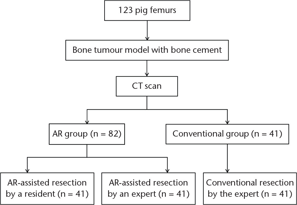 Fig. 3 
            Allocation of pig femurs (AR, augmented reality).
          