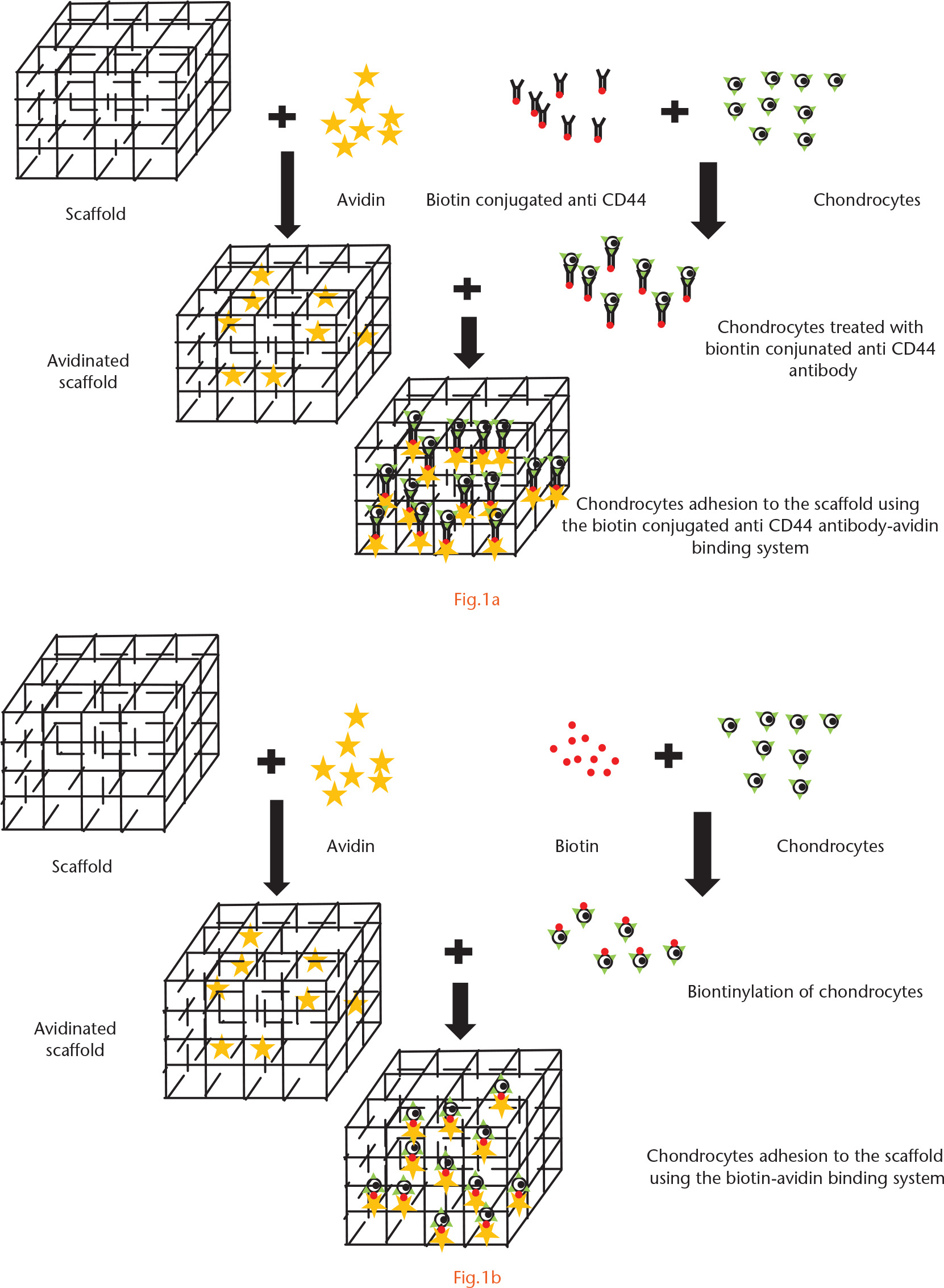  
          a) the biotin–avidin system, the biotin was conjugated to cell membrane, and the avidin was immobilised to the scaffold. The bond formation between biotin and avidin mediated chondrocyte adhesion to the scaffold; b) The biotin-conjugated anti-CD44 antibody–avidin binding system, where the biotin avidin was used as a bridge connecting the scaffold and the antibodies, and the monoclonal anti-CD44 antibodies were used as the bridge connecting the chondrocytes and the biotin.
        