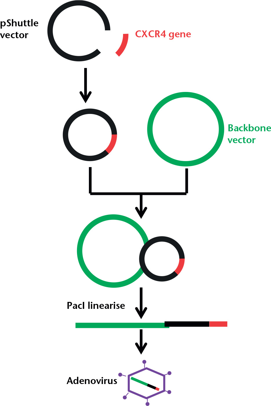 Fig. 1 
            A schematic diagram showing the production stages of the recombinant adenovirus using the AdEasy XL Adenoviral Vector System (Stratagene, San Diego, California).
          