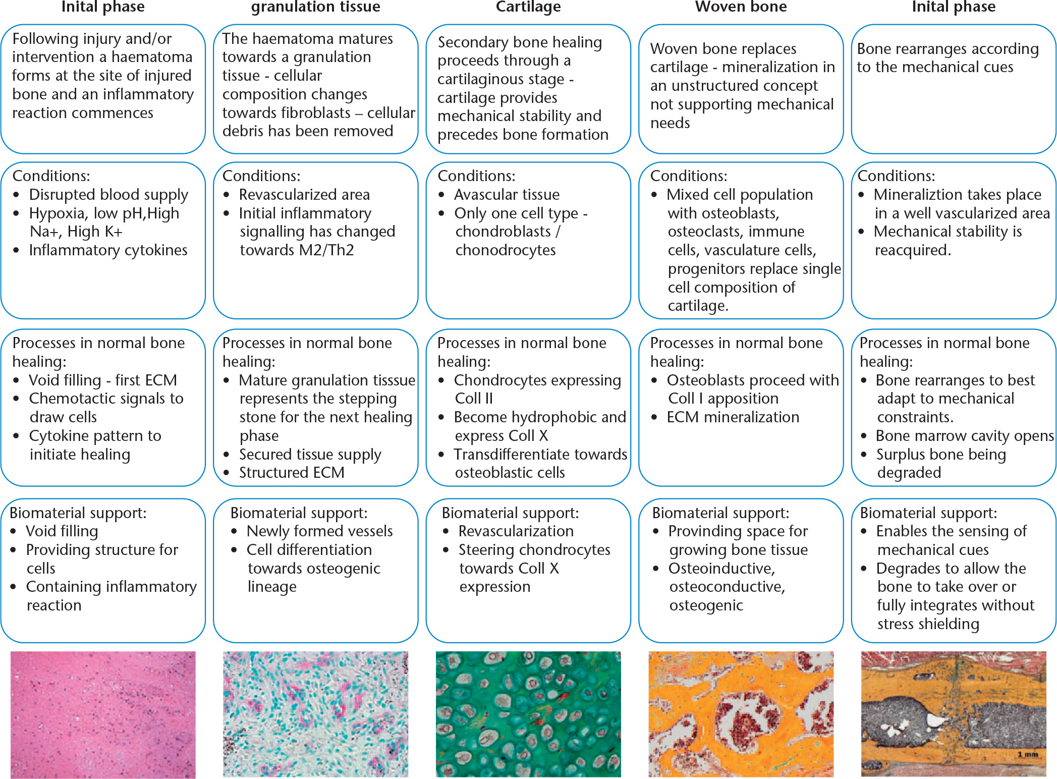 Fig. 4 
          Consecutive phases of bone healing are described in view of conditions, processes occurring in normal healing and the biomaterial properties which could support these phases. The lower row depicts the healing bone tissue in the different phases. Images from left to right: haematoma, haematoxylin eosin (H&E) staining, one day after injury, sheep; granulation tissue, immune histology for alpha smooth muscle with a methylene green counterstain, seven days after injury, sheep; cartilage, Movat pentachrome staining, 14 days after injury, mouse; woven bone, Movat pentachrome staining, 21 days after injury, mouse; remodelling, Movat pentachrome staining, six weeks after injury, rat.
        