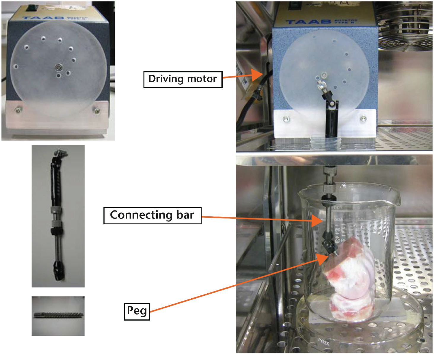 Fig. 2 
            Images showing construction of the motion machine for the dynamic model, using readily-accessible components. The driving motor was converted from a tube rotator by replacing the original rotator plate with a custom-made plastic plate in which a series of holes, at different distances from the plate centre, were drilled to adjust to the different height of the joint. The adjustable telescopic strut of an Ilizarov TSF external fixator was used as the connecting bar to link the tube rotator with the joint. The external fixation pin was cut short to create the peg to fix to the top of the transected metatarsal bone of the joint. As soon as the motor rotated, the connecting bar moved upwards and downwards, and the joint model was passively moved by this oscillating motion. The equipment was designed to be as small as possible, so that it would fit in a standard temperature- and CO2–controlled incubator for joint culture (the culture medium (see below) and the sealing Parafilm have been removed for clear demonstration).
          