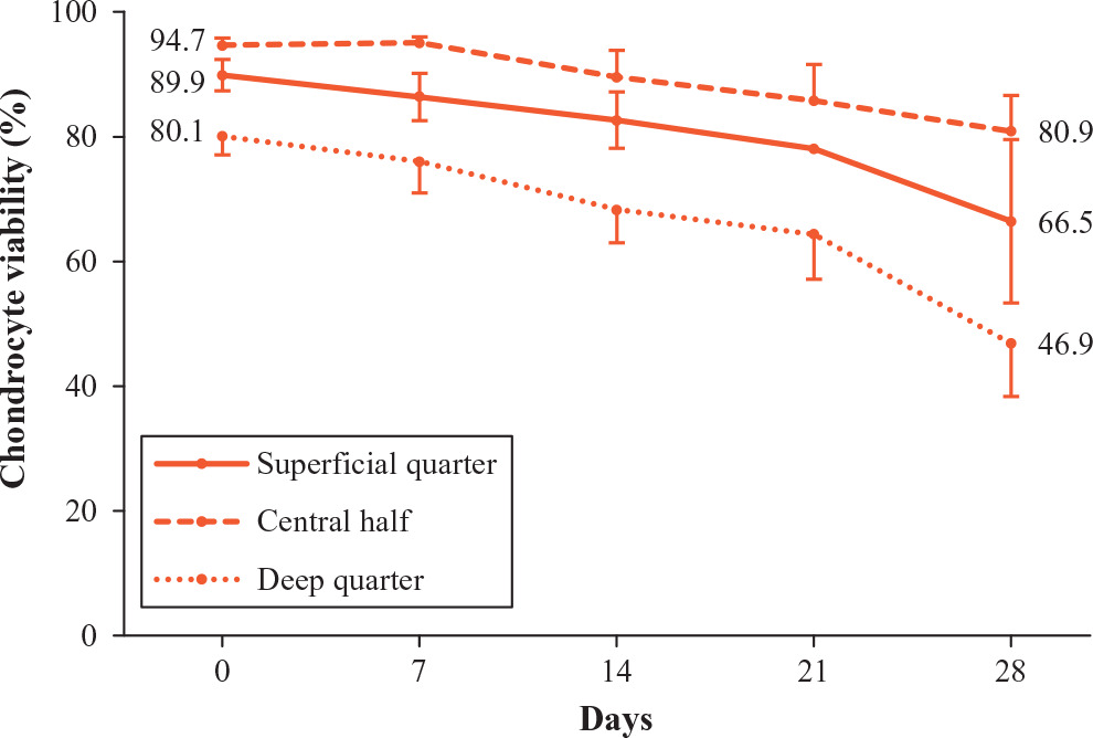 Fig. 5 
            Graph showing chondrocyte viability in cartilage in the static joint model. This decreased gradually in all three regions during the culture period. The viability of the central half remained the highest among these three regions in all timepoints, which only decreased by 13.8% (from 94.7% to 80.9%) in the 28 days of culture. The superficial quarter decreased by 23.4% (from 89.9% to 66.5%), and the deep quarter decreased by 33.2% (from 80.1% to 46.9%). The decreases of the three regions were statistically significant (p < 0.001 in each region; one-way analysis of variance). Data are presented as means and sd.
          