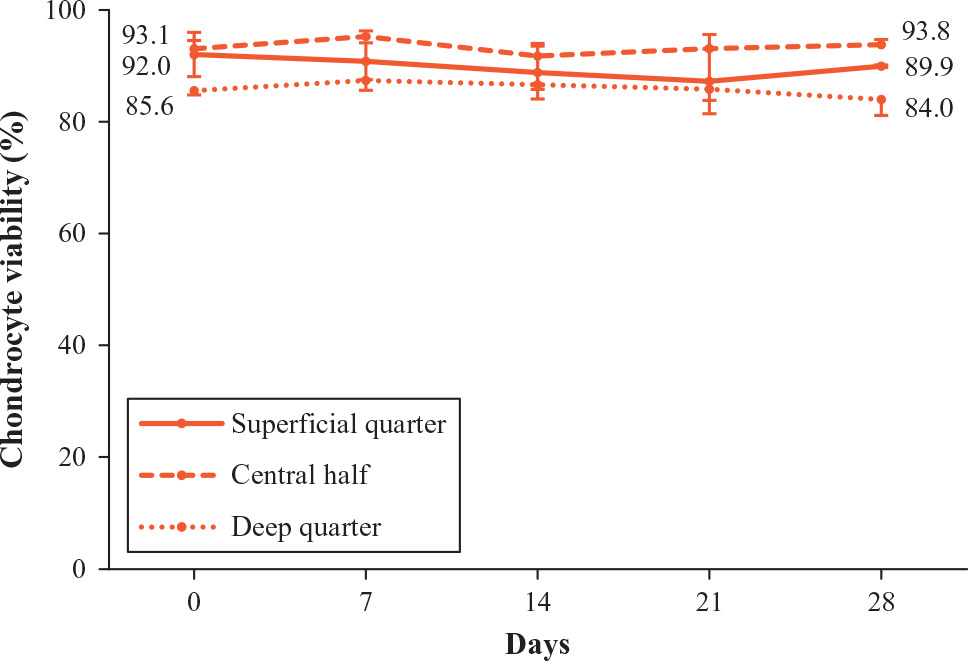 Fig. 6 
            Graph showing chondrocyte viability in cartilage in the dynamic joint model. It was maintained throughout the culture period. The central half was also the highest region in all timepoints, followed by the superficial and the deep quarter, in that order. Although there was a small increase/decrease of the chondrocyte viability during the four-week culture period, there was no statistically significant difference in any of the three regions (p = 0.449, 0.312, and 0.170 in the superficial quarter, central half, and deep quarter, respectively; one-way analysis of variance). Data are presented as means and sd.
          