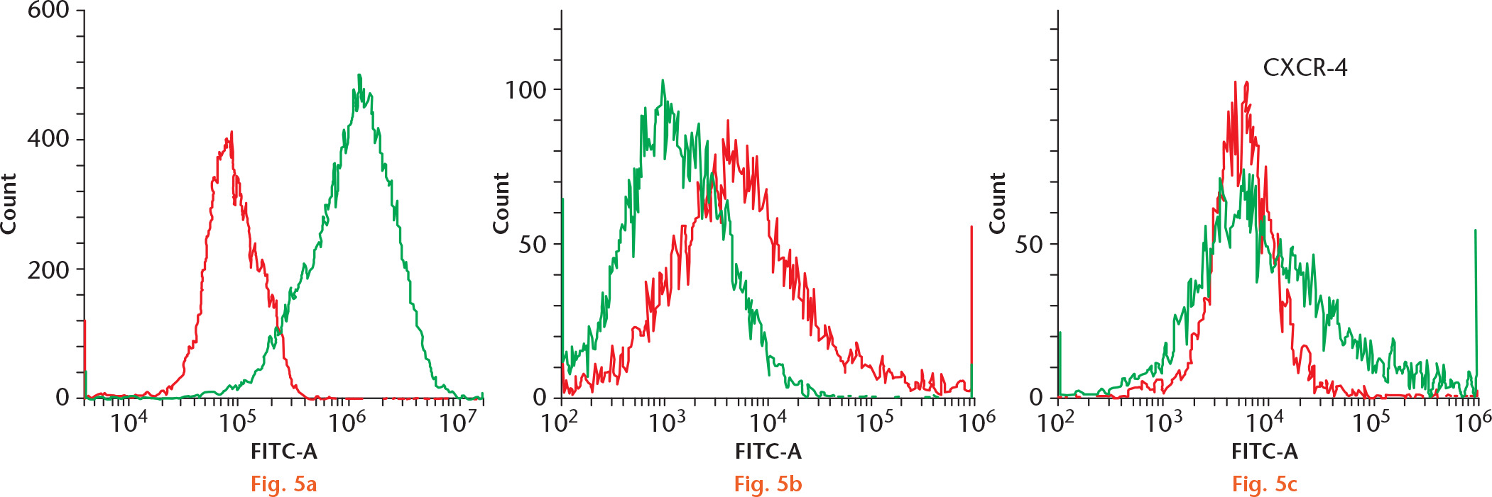  
            Flow cytometry showing C-X-C chemokine receptor type 4 (CXCR-4) surface expression in mesenchymal stem cells (MSCs) labelled with anti-CXCR-4 antibody, from a) young, b) adult control, and c) ovariectomized (OVX) rats. Young MSCs have the highest expression of CXCR-4 (87%), followed by MSCs from adult control (32%); MSCs from OVX rats (19%) had the lowest expression of CXCR-4 (n = 3). In a), the red histogram shows the secondary background control and the green histogram shows the CXCR-4 expression in young MSCs. In figures b) and c), the green histogram demonstrates the background expression and the red histogram shows the CXCR-4 expression. FITC, fluorescein isothiocyanate.
          