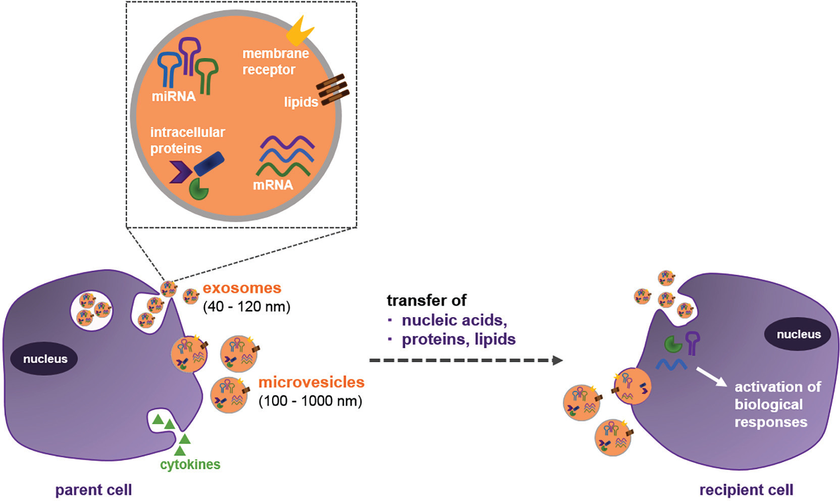 Fig. 1 
          Diagram showing intercellular communication by extracellular vesicles (EVs). Two principle EV fractions are understood to play roles in intercellular communication: exosomes, which are released from multivesicular bodies after fusing with the parent cell plasma membrane; and larger microvesicles, which bud directly from the parent cell membrane. Each fraction contains unique profiles of intravesicular RNAs and protein as well as membrane-bound receptors and lipids. These fractions stimulate responses within recipient cells by direct activation of recipient cell surface receptors, by transfer of vesicle contents to the recipient cell cytosol after fusion with the plasma membrane, and by intracellular trafficking of vesicle contents following endocytosis.
        