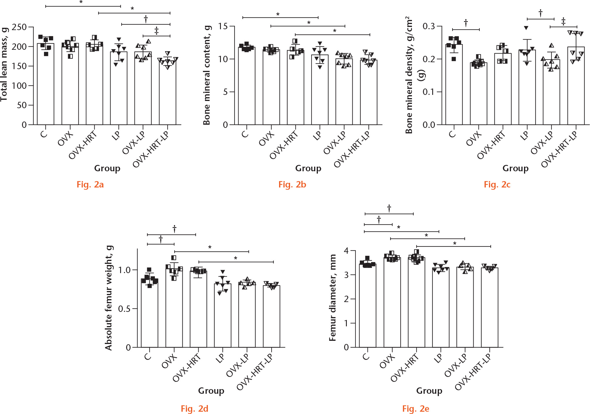 Fig. 2 
            Charts showing: a) total body lean mass; b) bone mineral content; c) bone mineral density (both b) and c) parameters were assessed by dual-energy absorptiometry (DXA)); d) absolute femoral weight; and e) femoral diameter from different experimental groups. Results are expressed as the mean (sd). Significant difference accounted for hormonal, diet, or interaction effect, analyzed by two-way analysis of variance (ANOVA), followed by Fisher’s least significant difference (LSD) method. *Diet effect: p ⩽ 0.05 versus control hormonal-matched group (C, OVX or OVX-HRT); hormonal effect: †p ⩽ 0.05 versus control-matched group (C or LP); ‡p ⩽ 0.05 versus OVX-matched group (OVX or OVX-LP). C, control; OVX, ovariectomized rats; OVX-HRT, ovariectomized rats subjected to HRT and fed a normoprotein diet; LP, low-protein; OVX-LP, ovariectomized rats subjected to a low-protein diet; OVX-HRT-LP, ovariectomized rats subjected to HRT and fed a low-protein diet.
          