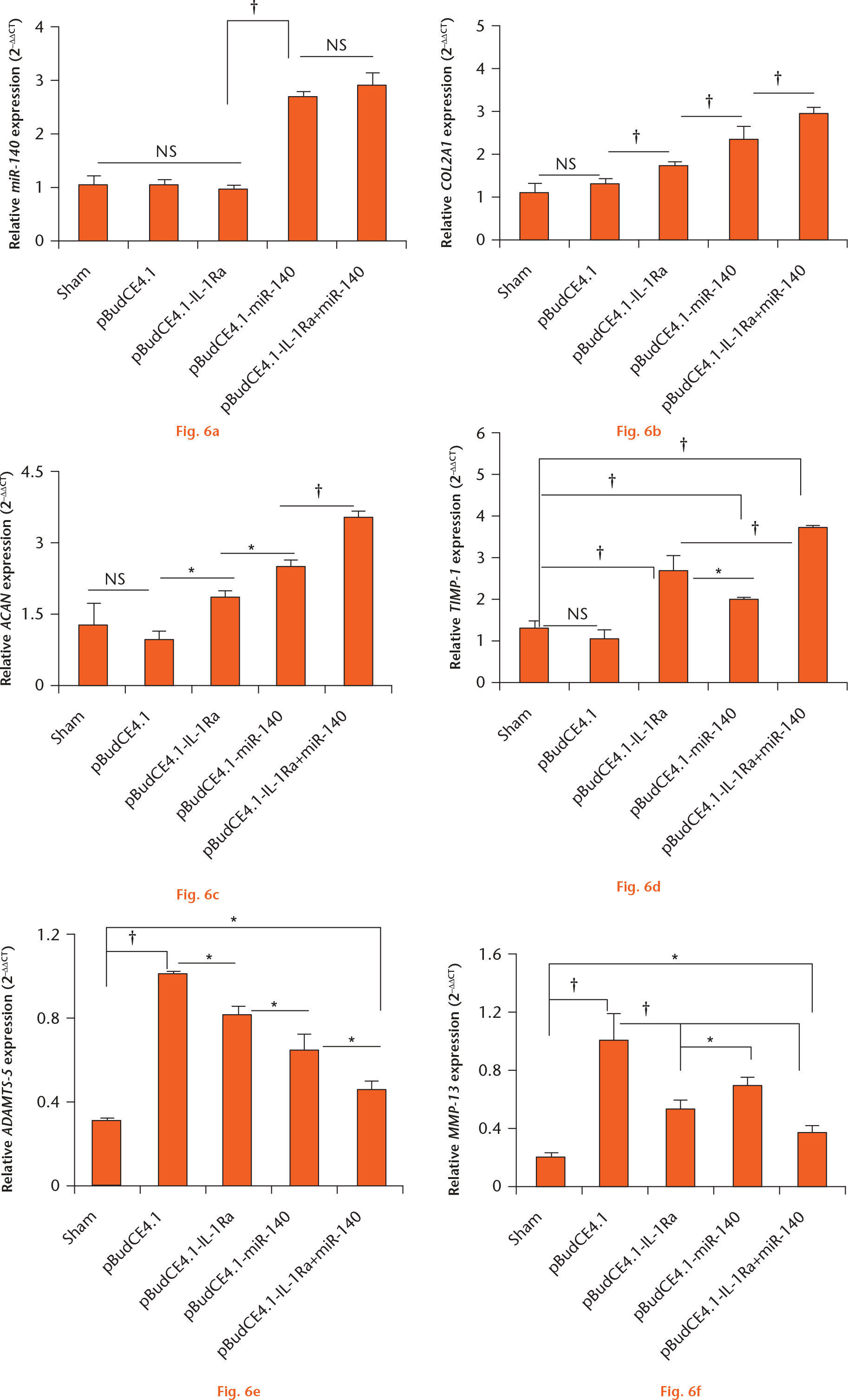 Fig. 6 
            Graphs showing relative gene expression in cartilage assessed by real-time fluorescent quantitative polymerase chain reaction (RT-qPCR) for: a) miR-140; b) collagen type II alpha 1 chain (COL2A1); c) aggrecan (ACAN); d) TIMP metallopeptidase inhibitor 1 (TIMP-1); e) a disintegrin and metalloproteinase with thrombospondin motifs 5 (ADAMTS-5); and f) metalloproteinase (MMP)-13. The raw expression data for miR-140, COL2A1, ACAN, TIMP-1, ADAMTS-5, and MMP-13 for each group were calibrated to the U6 or β-2-microglobulin (B2M) reference gene, and the relative expression level of each gene is represented as 2-∆∆CT. The miR-140, COL2A1, ACAN, TIMP-1, ADAMTS-5, and MMP-13 expression levels were normalized to the expression of the control group, in which the gene expression levels were arbitrarily set to 1.0. The data are shown as mean values and standard deviations. *p < 0.05; †p < 0.01; NS, not significant.
          