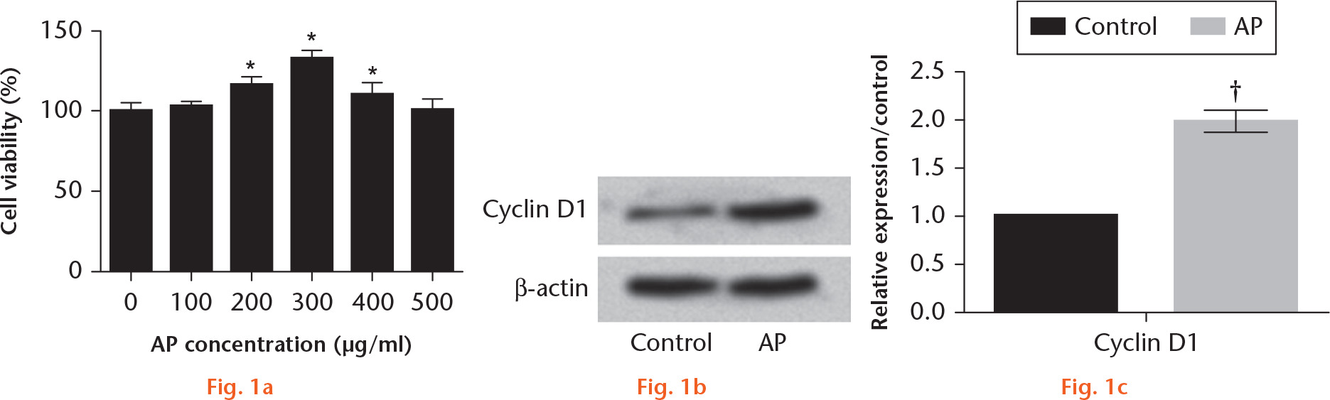 Fig. 1 
            Effect of angelica polysaccharide (AP) on mesenchymal stem cell (MSC) proliferation. a) Different concentrations of AP (0 μg/ml to 500 μg/ml) were used to stimulate MSCs, and untreated cells served as the control group. Cell viability was then detected by Cell Counting Kit-8 (CCK-8) assay. b) and c) MSCs were exposed to 300 μg/ml of AP, and the protein level of cyclin D1 was determined by western blot assay. *p < 0.05; †p < 0.01.
          