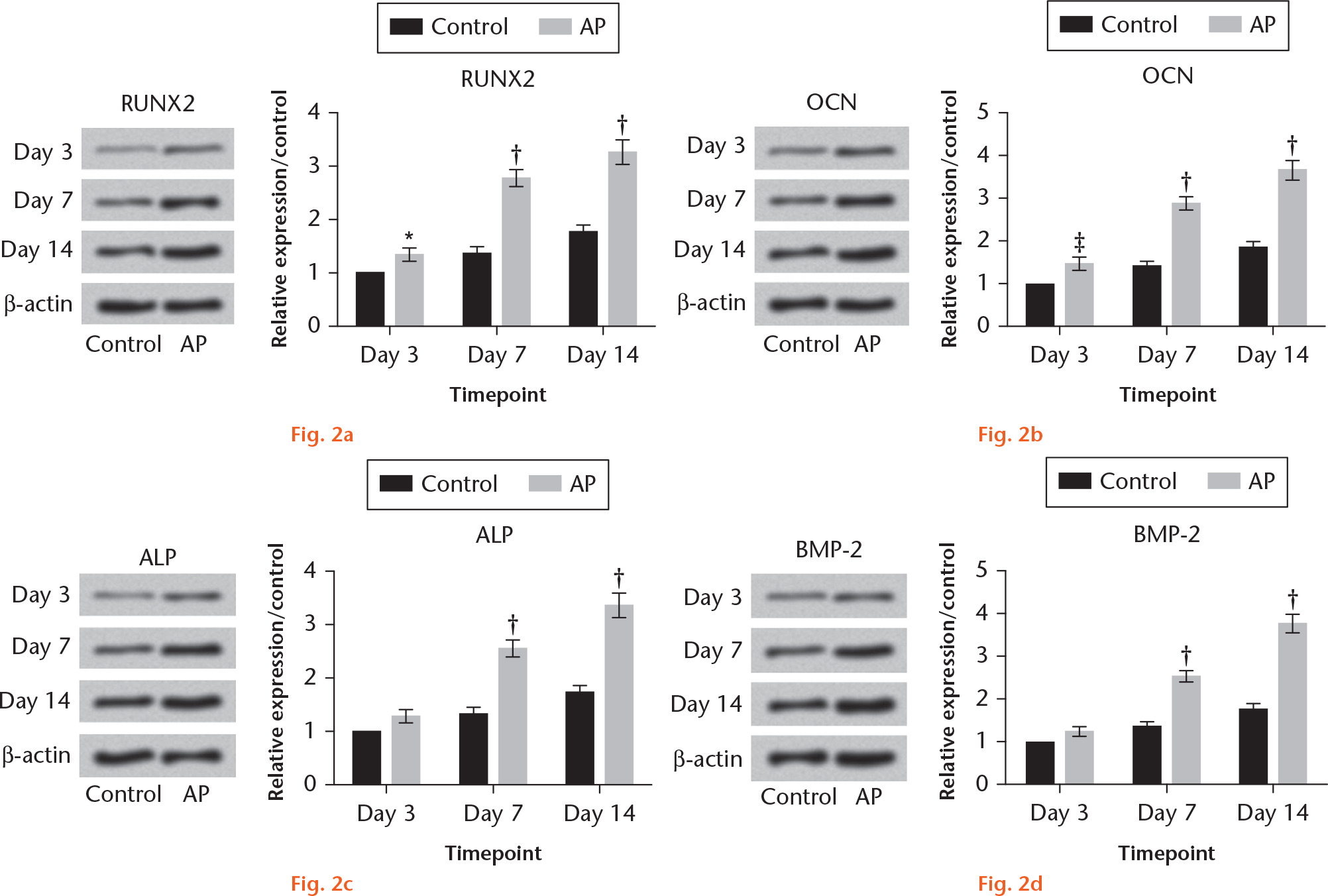 Fig. 2 
            Effect of angelica polysaccharide (AP) on osteoblast differentiation. Mesenchymal stem cells (MSCs) were stimulated with 300 μg/ml of AP, and untreated cells served as the control group. The protein levels of a) runt-related transcription factor 2 (RUNX2), b) osteocalcin (OCN), c) alkaline phosphatase (ALP), and d) bone morphogenetic protein 2 (BMP-2) were measured by western blot at the indicated timepoints of day 3, day 7 and day 14. *p < 0.05; †p < 0.001; ‡p < 0.01.
          