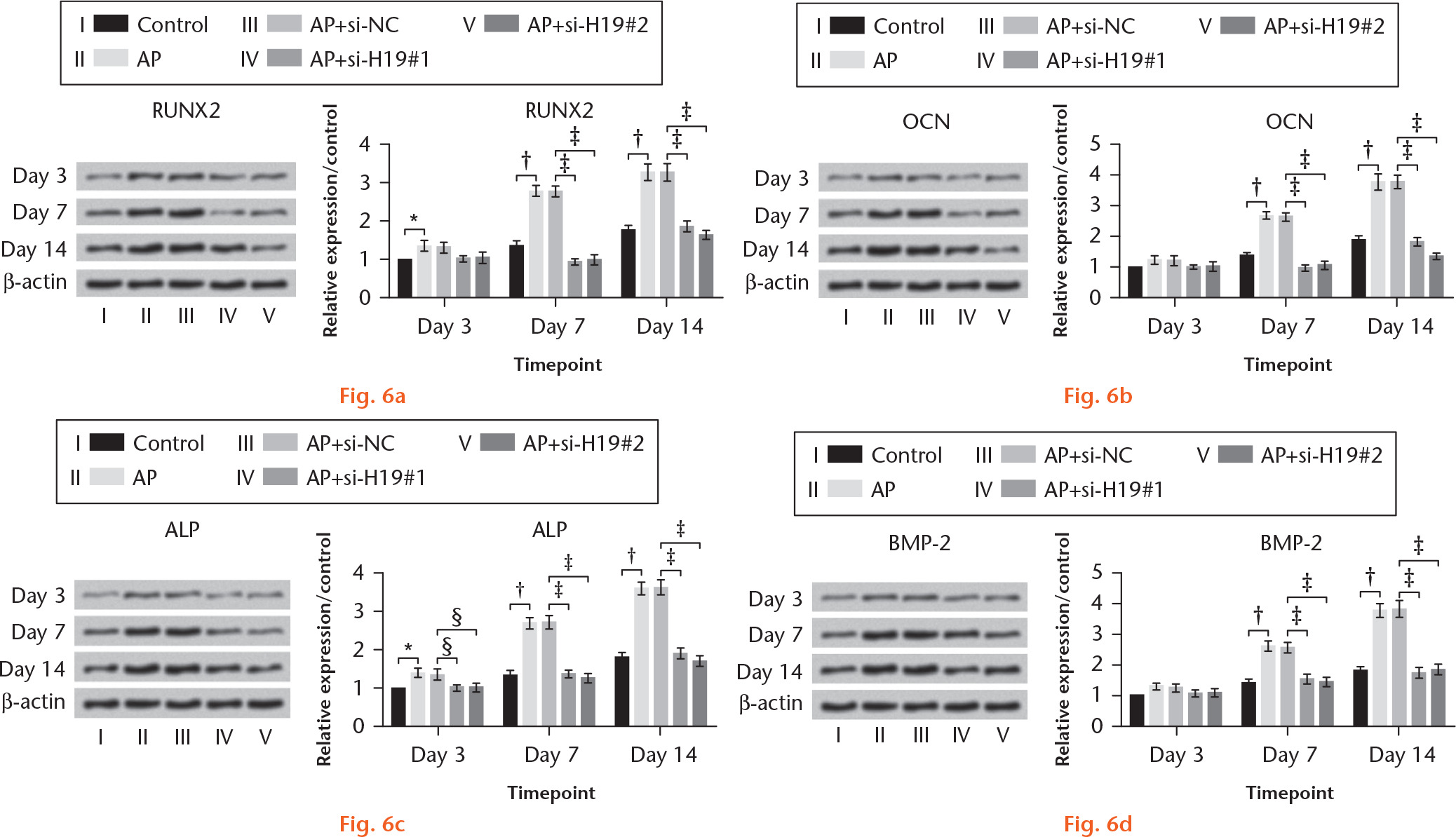 Fig. 6 
            Effect of H19 knockdown on osteoblast differentiation in angelica polysaccharide (AP)-treated mesenchymal stem cells (MSCs). The MSCs were transfected with si-H19#1 and si-H19#2, and treated with AP; MSCs transfected with si-NC following AP treatment served as the control group. The protein levels of a) runt-related transcription factor 2 (RUNX2), b) osteocalcin (OCN), c) alkaline phosphatase (ALP), and d) bone morphogenetic protein 2 (BMP-2) were examined by western blot assay at the indicated timepoints of day 3, day 7, and day 14. *p < 0.05, †p < 0.001: AP versus control; ‡p < 0.001, §p < 0.05: AP+si-H19#1 or #2 vs AP+siNC.
          