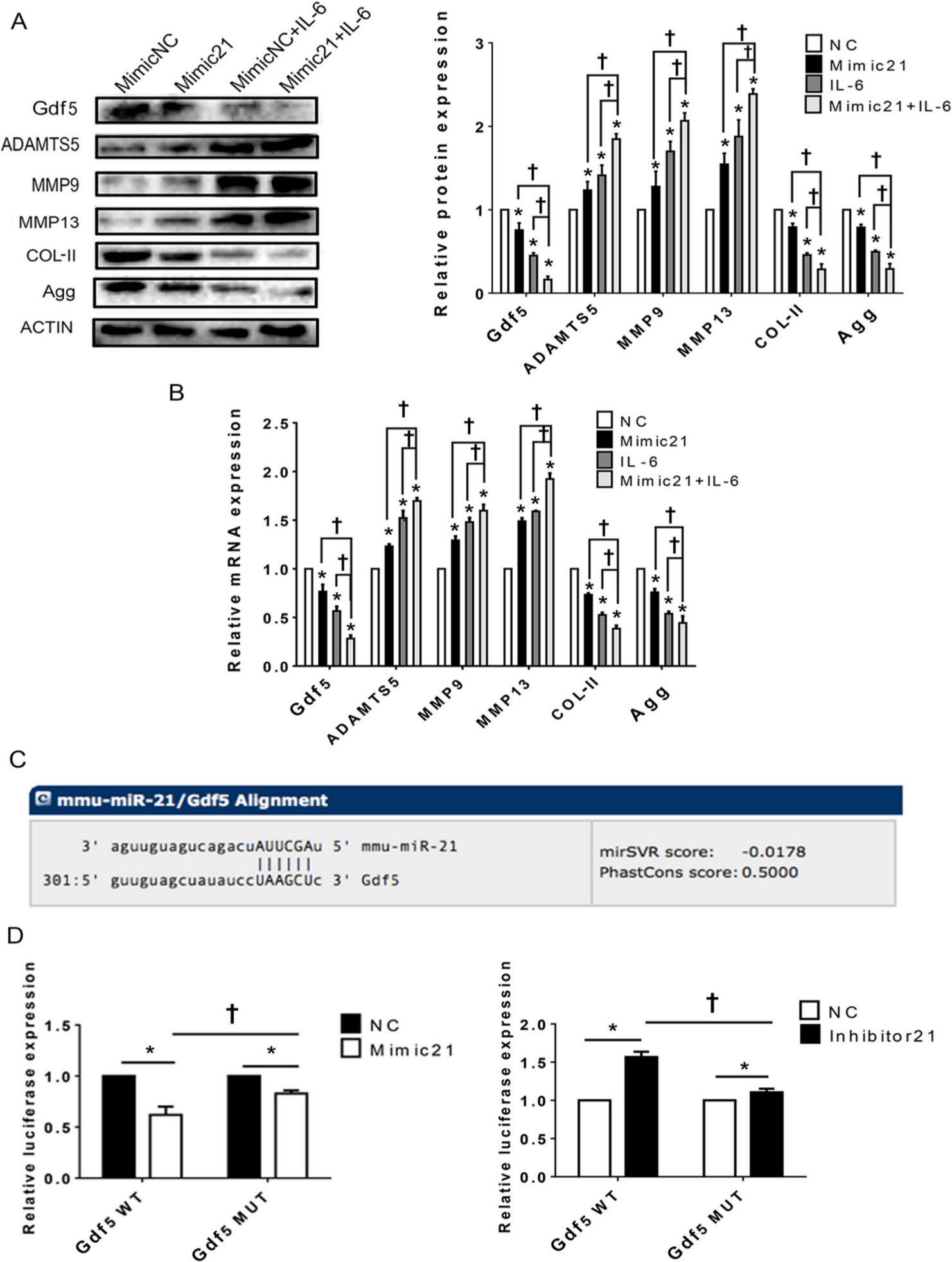 Fig. 5 
            Upregulation of the microRNA miR21-5p (MiR21) influences temporomandibular joint osteoarthritis (TMJ-OA)-related molecules in mandibular condylar chondrocytes (MCCs) via targeting of growth differentiation factor 5 (Gdf5). a) and b) Western blot and quantitative real-time polymerase chain reaction (RT-qPCR) results for Gdf5, type II collagen (Col-II), aggrecan (Agg), a disintegrin and metalloproteinase with thrombospondin motifs 5 (ADAMTS5), matrix metalloproteinase 9 (MMP9) and MMP13 protein, and mRNA expression in MCCs transfected with mimic-21 or mimic-NC and stimulated or not stimulated with interleukin-6 (IL-6). c) Predicted sites of MiR21 binding to Gdf5. d) Dual-luciferase reporter assay results showing the comparison of wild-type (WT) and mutant-type Gdf5 reporter sequences based on control reporter activity in cells transfected with mimic-21 or inhibitor -21. The data are presented as the means ± SDs (n = 3). Two-way analysis of variance (ANOVA) with the Bonferroni correction was used to identify significant differences in multiple comparisons. The asterisk (*) and dagger (†) symbols indicate p-values < 0.05. *Comparing between NC and other groups; †comparing between Mimic 21+IL-6 group and Mimic 21 or IL-6 group. NC, control.
          