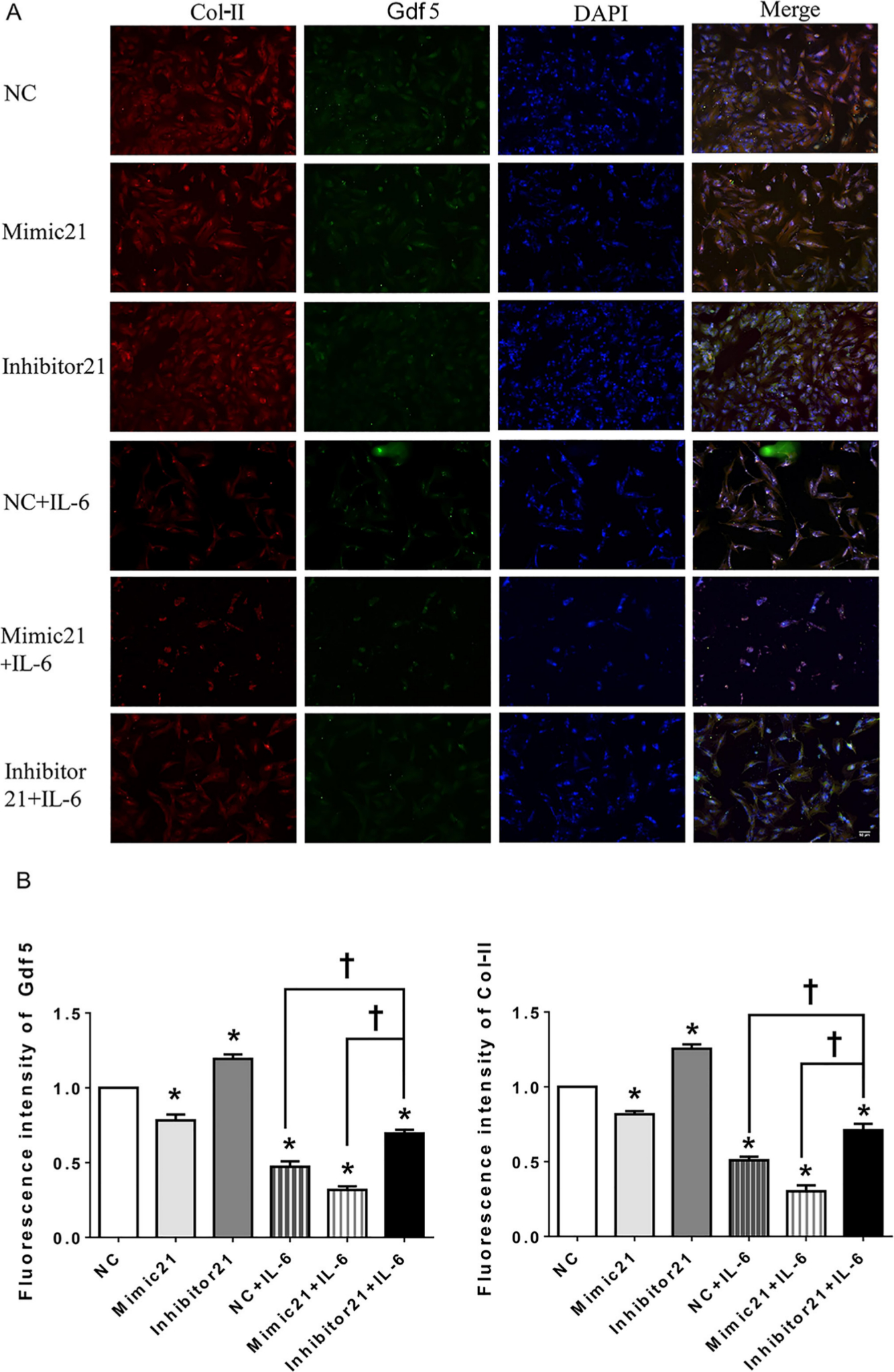 Fig. 6 
            Immunofluorescence (IF) in mandibular condylar chondrocytes (MCCs) after upregulation or downregulation of the microRNA miR21-5p (MiR21) under interleukin-6 (IL-6). Image magnification: 100×. a) Observation of type II collagen (Col-II) (red), growth differentiation factor 5 (Gdf5) (green), and nuclear DAPI (blue) staining in MCCs transfected with mimic-21 or inhibitor-21 and with or without IL-6 stimulation. b) Fluorescence intensity analysis of Gdf5 and Col-II expression in MCCs. The data are presented as the means ± SDs (n = 3). Two-way analysis of variance (ANOVA) with the Bonferroni correction was used to identify significant differences in multiple comparisons. The asterisk (*) and dagger (†) symbols indicate p-values < 0.05. *Comparing between NC and other groups; †comparing between inhibitor 21+IL-6 group and NC+IL-6 or Mimic 21+IL-6 group. NC, control.
          