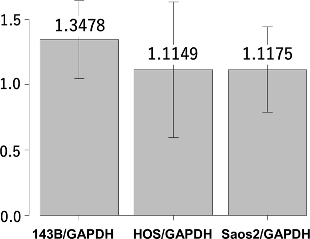 Fig. 1 
            Reverse transcription real time quantitative-polymerase chain reaction (RT-qPCR) analysis showing interleukin-6 (IL-6) gene expression in 143B, HOS, and Saos-2 cells. Y-axis indicates the relative ratio of messenger RNA (mRNA). GAPDH, glyceraldehyde 3-phosphate dehydrogenase.
          