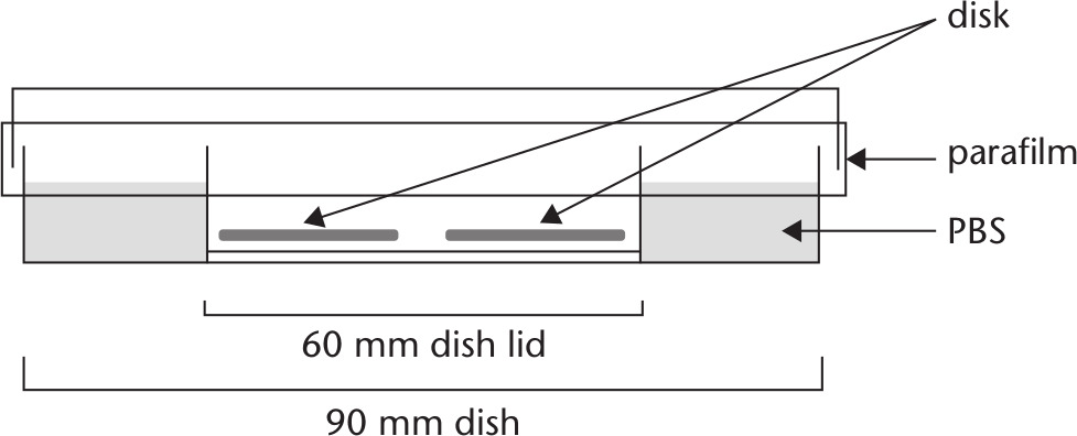 Fig. 1 
            Setup of the methicillin-resistant Staphylococcus aureus (MRSA) incubation. MRSA was incubated on the disc, ensuring that it did not dry and the discs did not contact each other. PBS, phosphate-buffered saline.
          