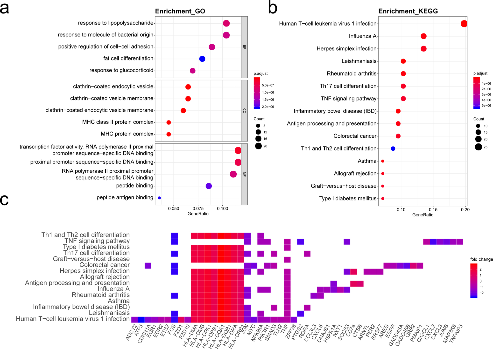 Fig. 4 
            Functional annotation of green module. a) Gene ontology (GO) term enrichment and b) Kyoto Encyclopedia of Genes and Genomes (KEGG) pathway analysis of green module. GeneRatio indicates the gene number ration in each of the GO functions and KEGG pathways. The colour and size of each dot represents a p-value (calculated by independent-samples t-test and adjusted using the Benjamini and Hochberg method and gene number assigned to the corresponding GO term and KEGG pathway, respectively. c) Heatmap plot of enriched genes in KEGG pathways. BP, biological process; CC, cellular component; MF, molecular function; MHC, major histocompatibility complex; Th, T helper cell; TNF, tumour necrosis factor.
          